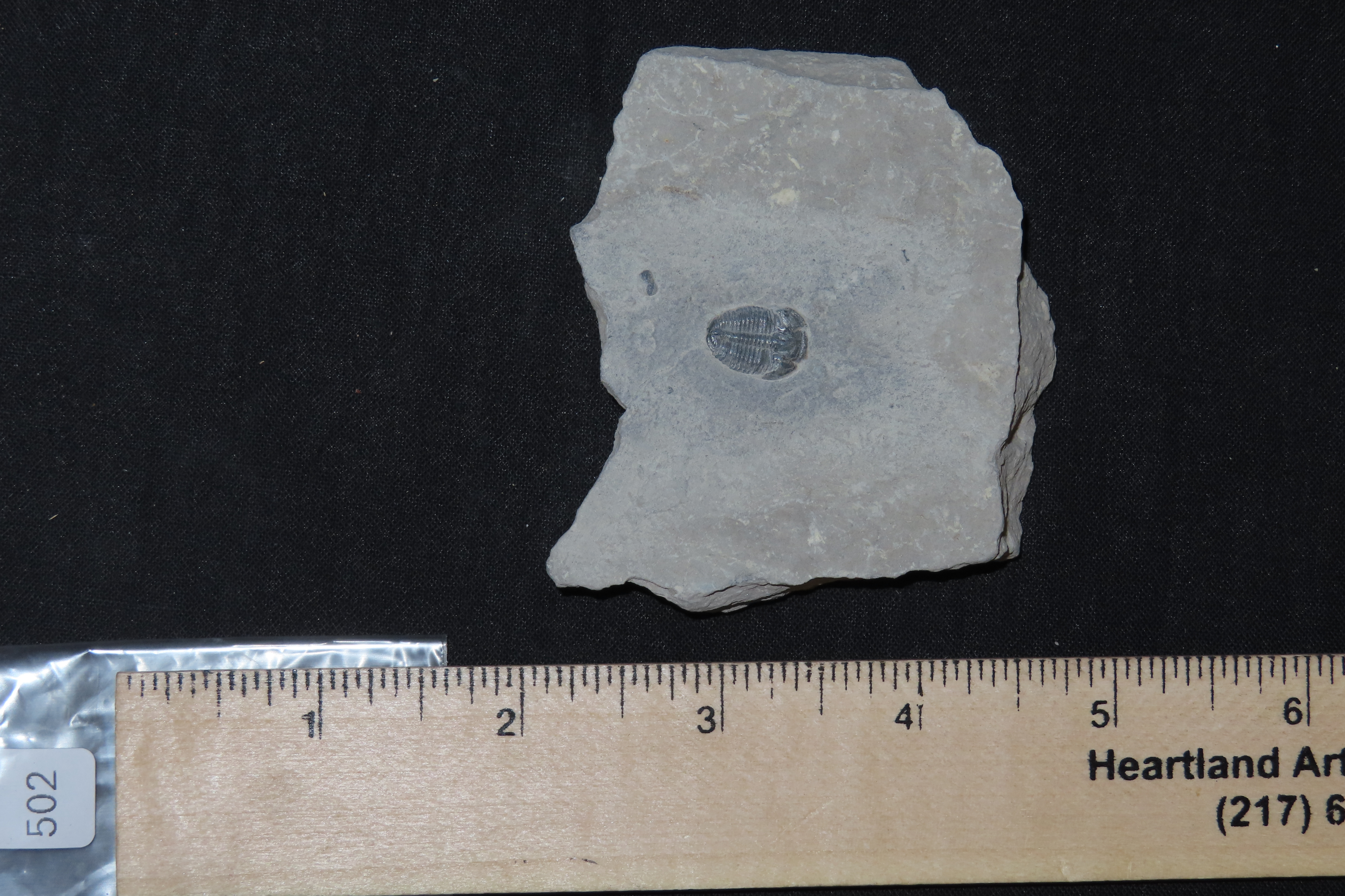 300-500 Million Year old Trilobite Fossil in Matrix, Very well Preserved & Highly Detailed Example.