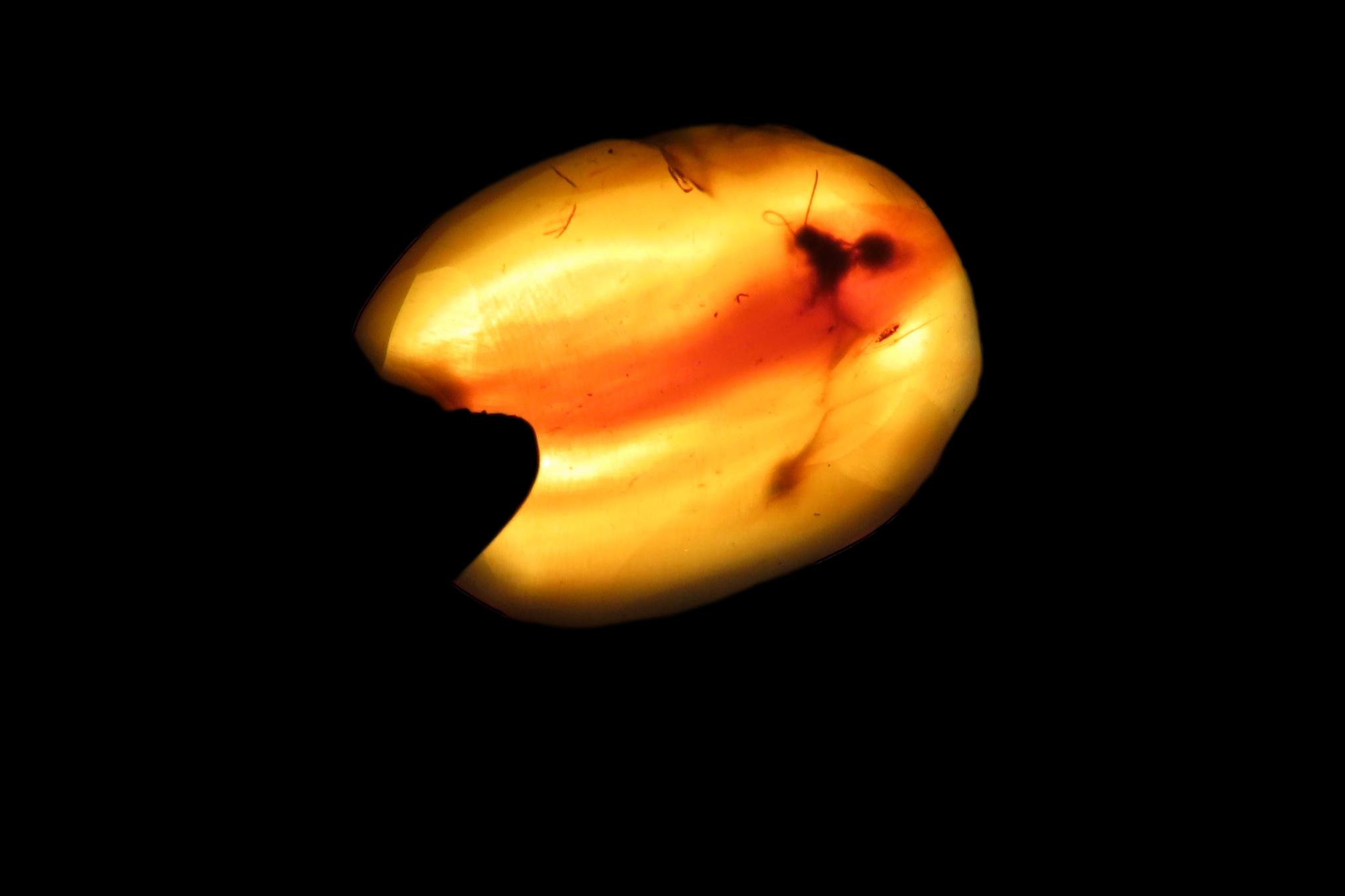 Fossil Amber with Multiple Encased Insects, Great Specimen with Easily Visible Bugs. 100 Million Years Old, from the Hukawng Valley, Burma-M