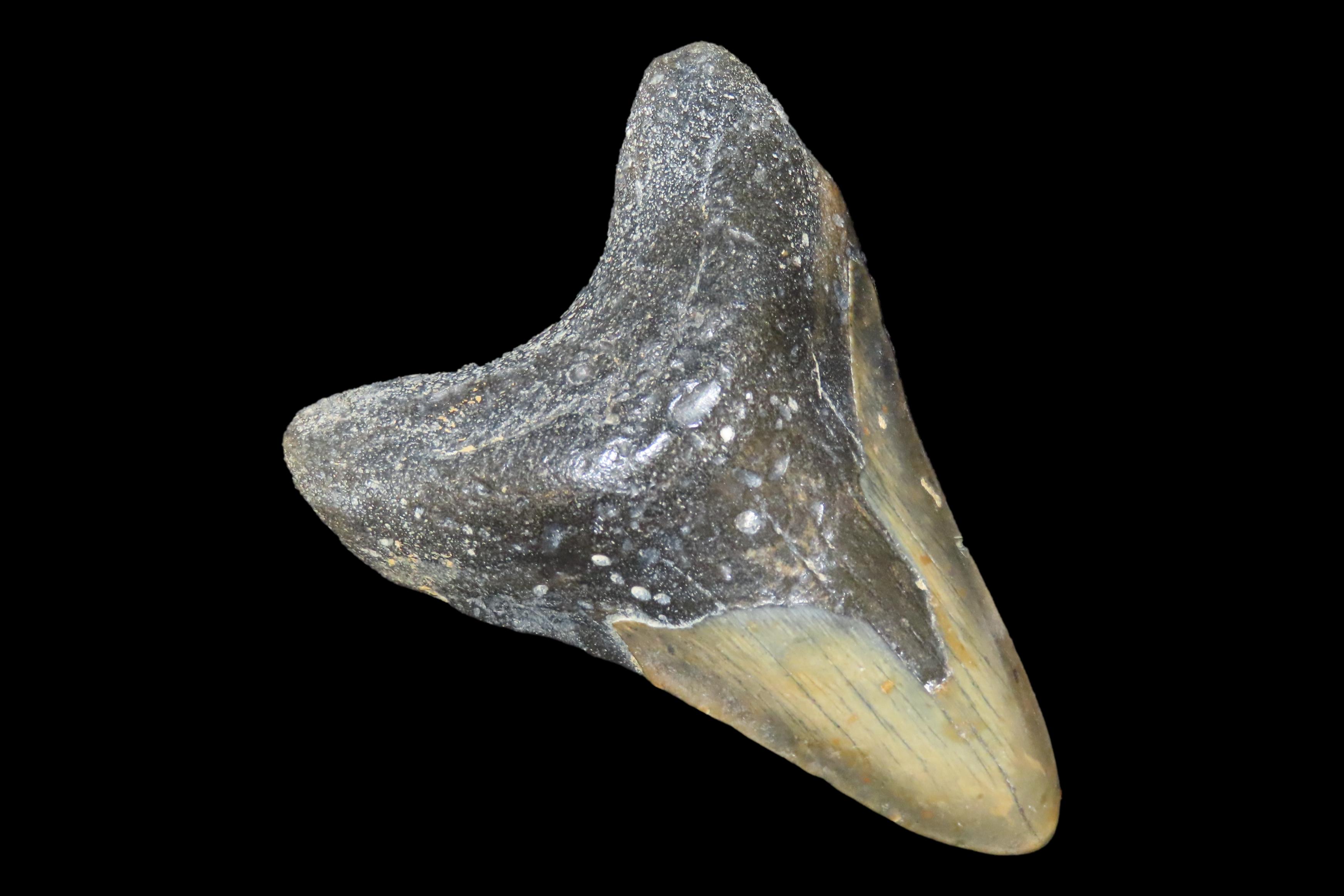 Impressive 4 7/8" Megalodon Shark Tooth, 2.5-23 Million Year Old Fossil found off the coast of the Carolinas. No Repair, No Resto, No Polish
