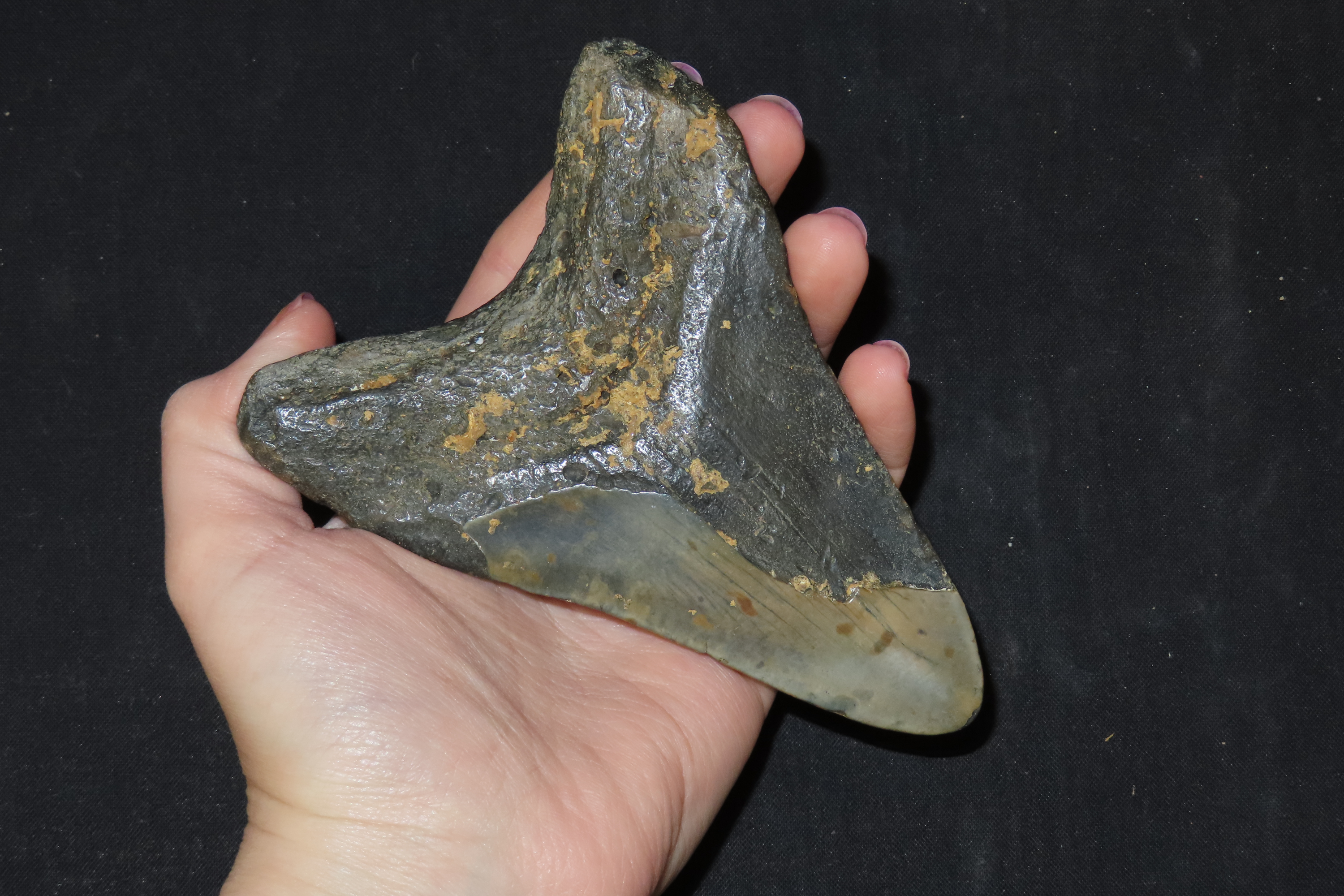 Impressive 4 7/8" Megalodon Shark Tooth, 2.5-23 Million Year Old Fossil found off the coast of the Carolinas. No Repair, No Resto, No Polish