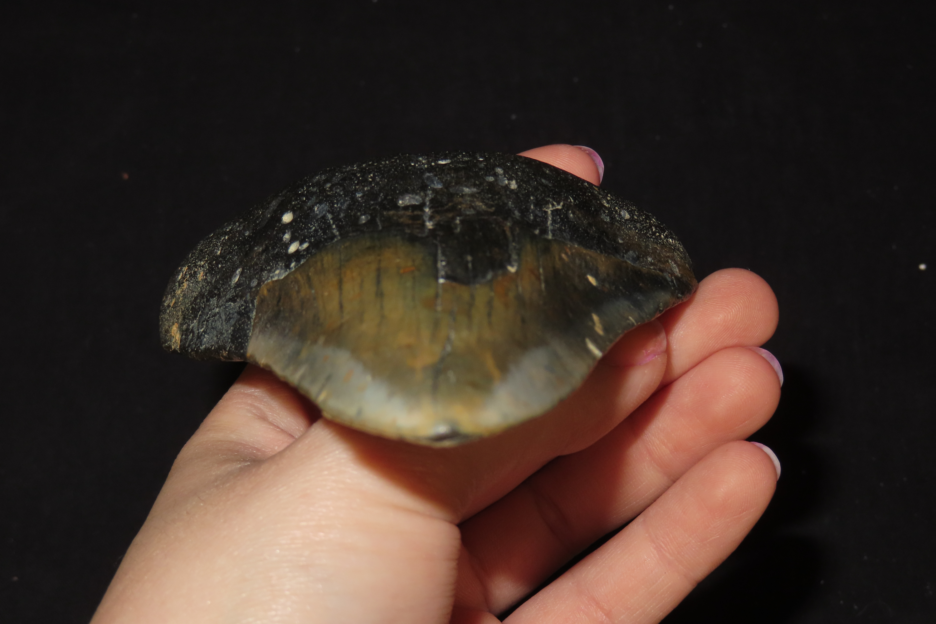 Impressive 4 7/8" Megalodon Shark Tooth, 2.5-23 Million Year Old Fossil found off the coast of the Carolinas. No Repair, No Resto, No Polish