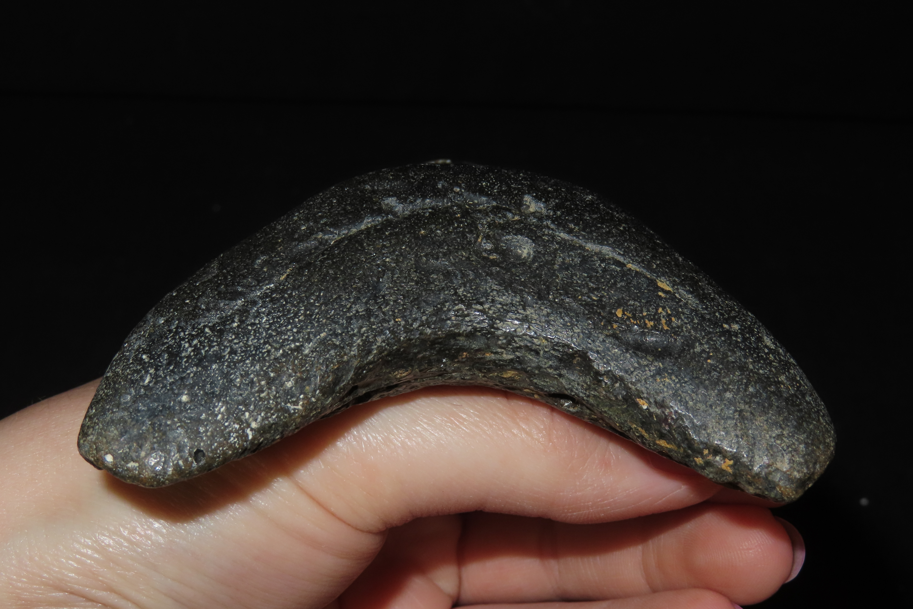 Impressive 4 7/8" Megalodon Shark Tooth, 2.5-23 Million Year Old Fossil found off the coast of the Carolinas. No Repair, No Resto, No Polish