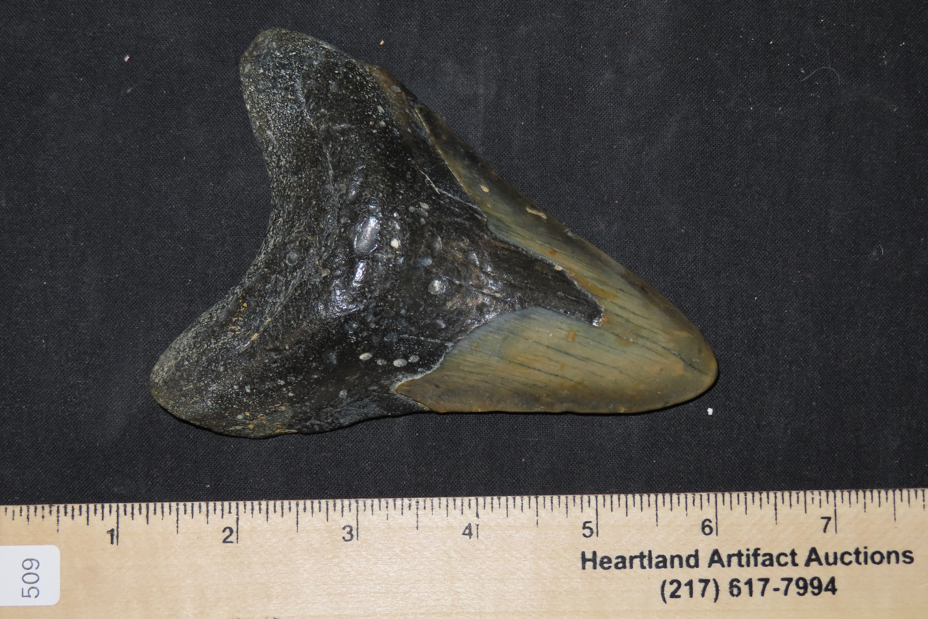 Impressive 4 7/8" Megalodon Shark Tooth, 2.5-23 Million Year Old Fossil found off the coast of the Carolinas. No Repair, No Resto, No Polish