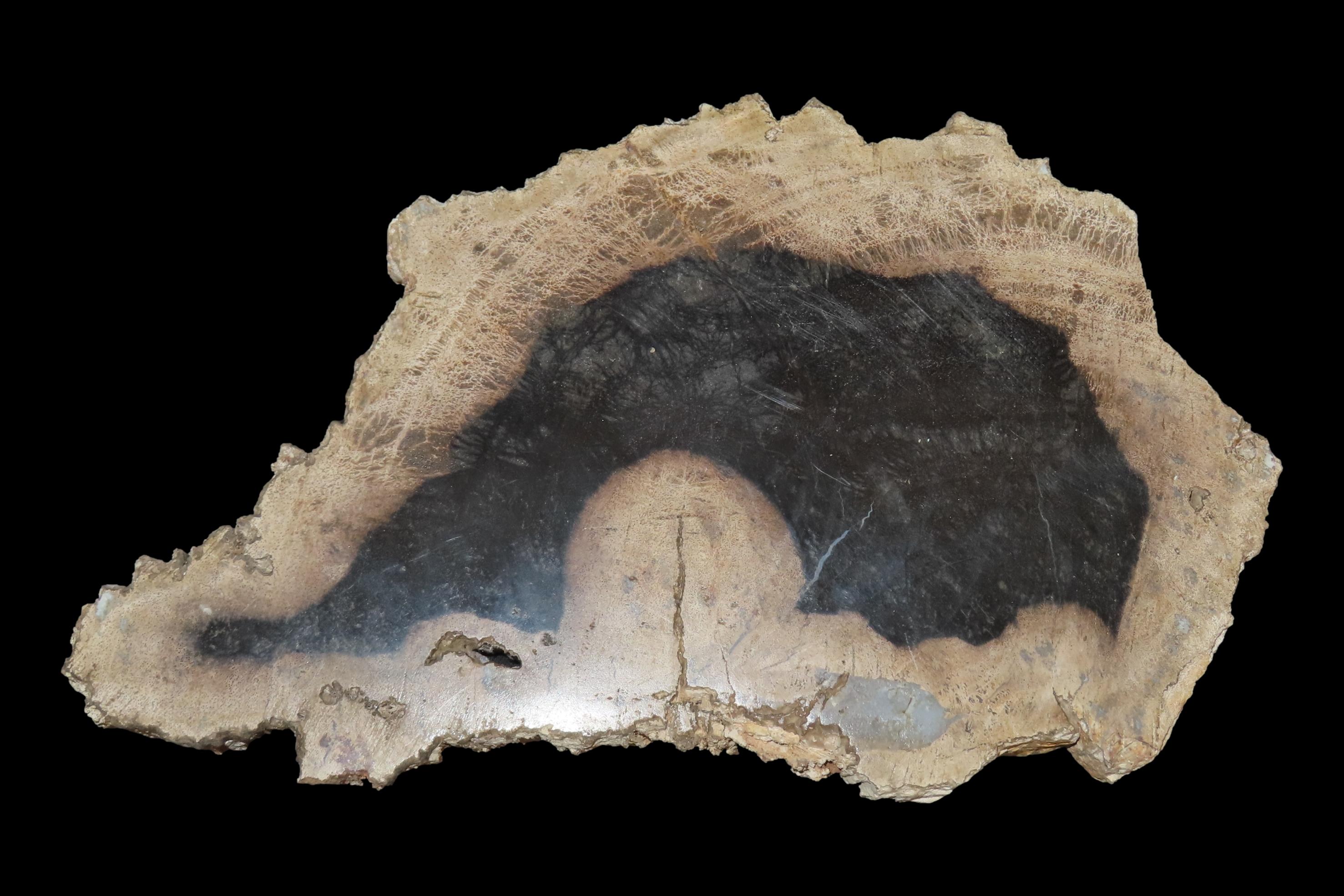 Large Colorful Polished Slab of Petrifeid Wood. Fully Polished on Both Sides, Beautiful Colorful Example.