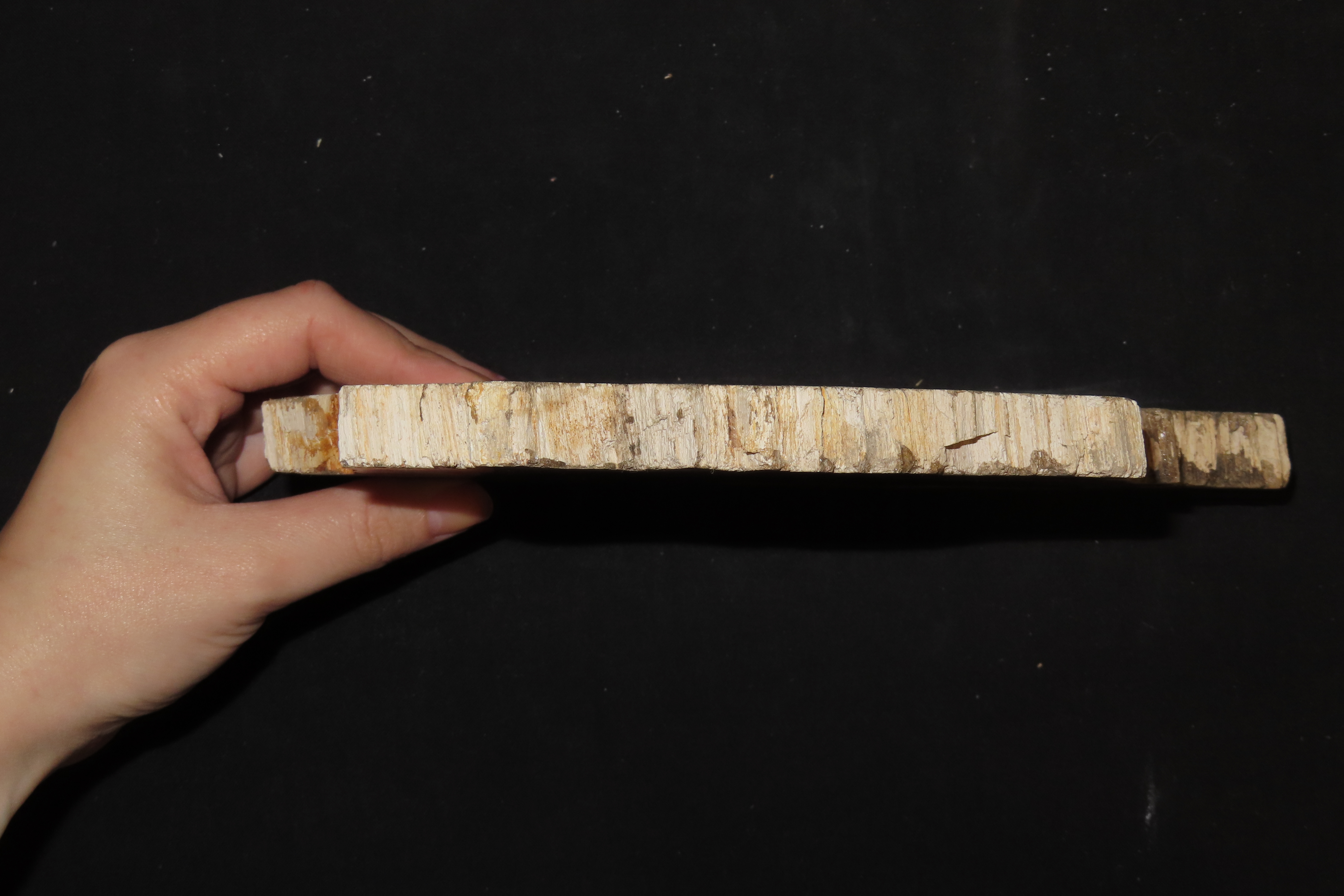 Large Colorful Polished Slab of Petrifeid Wood. Fully Polished on Both Sides, Beautiful Colorful Example.