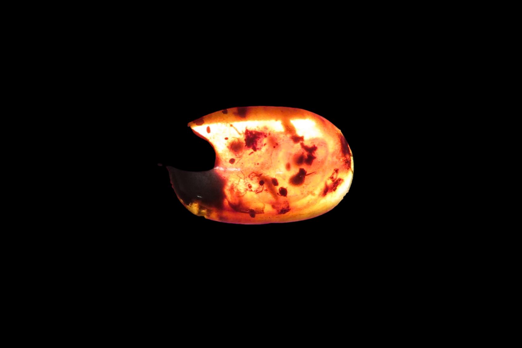 Fossil Amber with Multiple Encased Insects, Great Specimen with Easily Visible Bugs. 100 Million Years Old, from the Hukawng Valley, Burma-M