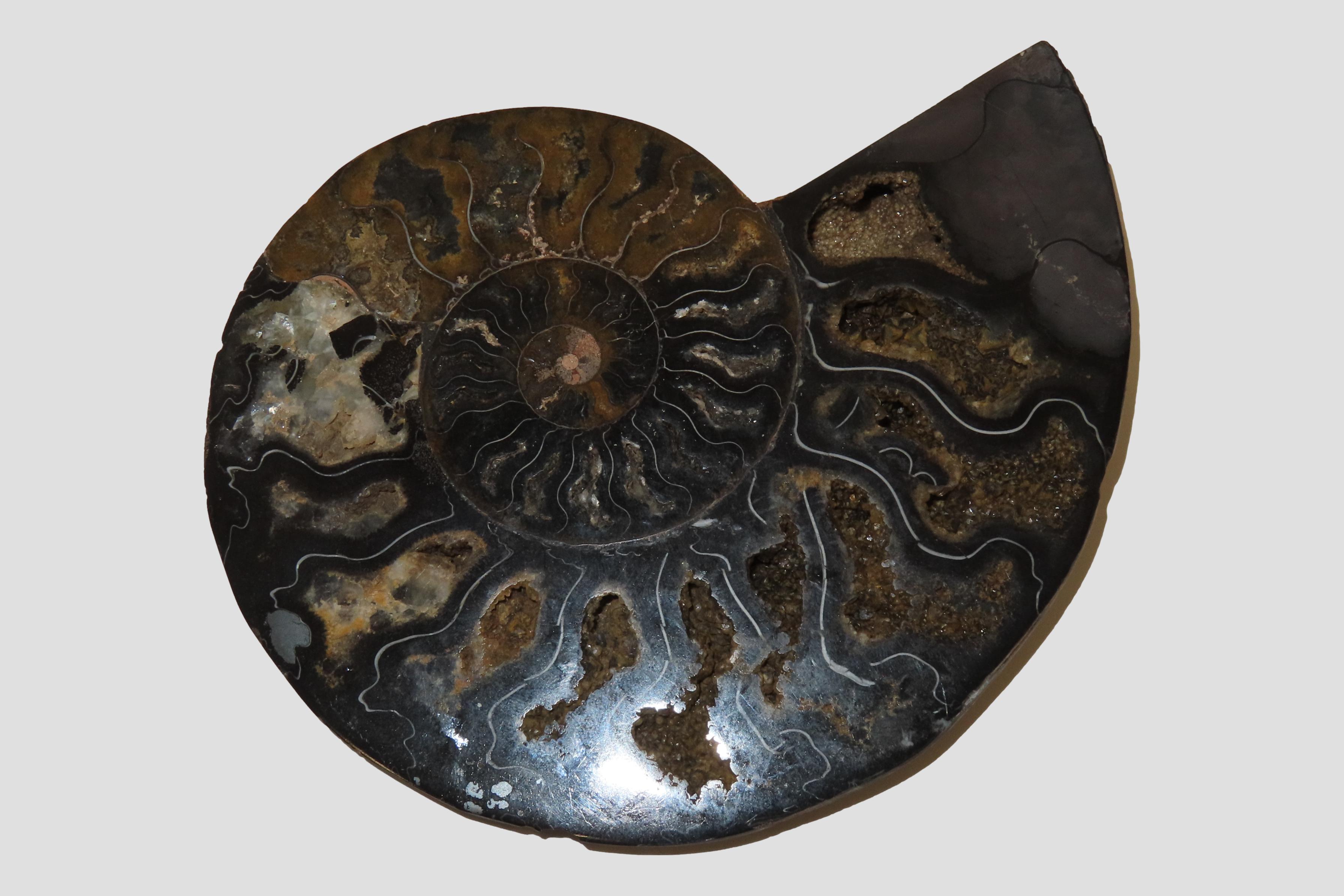 Huge 5 1/2" Cut Ammonite Fossil, Amazing Colors, Highly Polished Example.