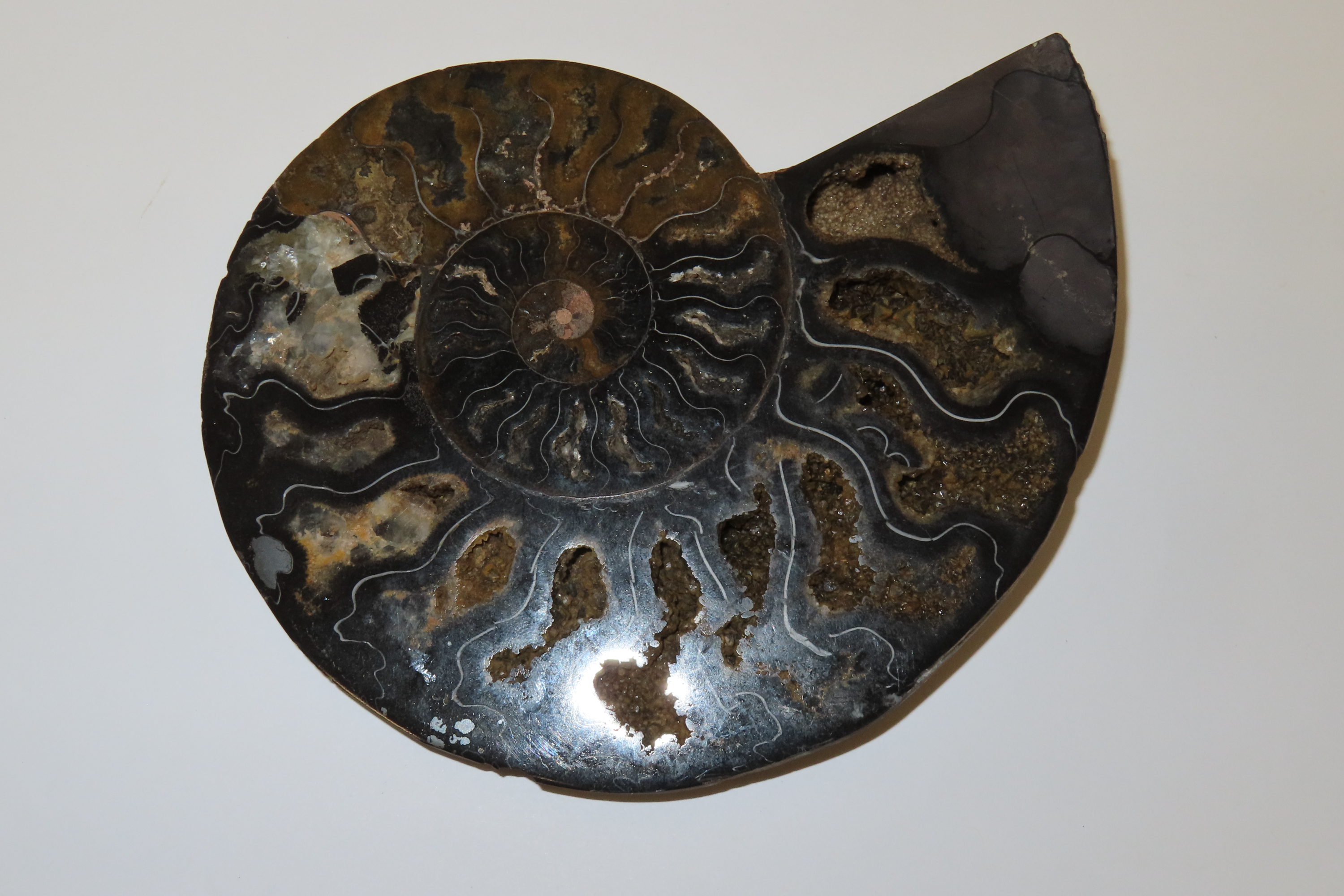 Huge 5 1/2" Cut Ammonite Fossil, Amazing Colors, Highly Polished Example.
