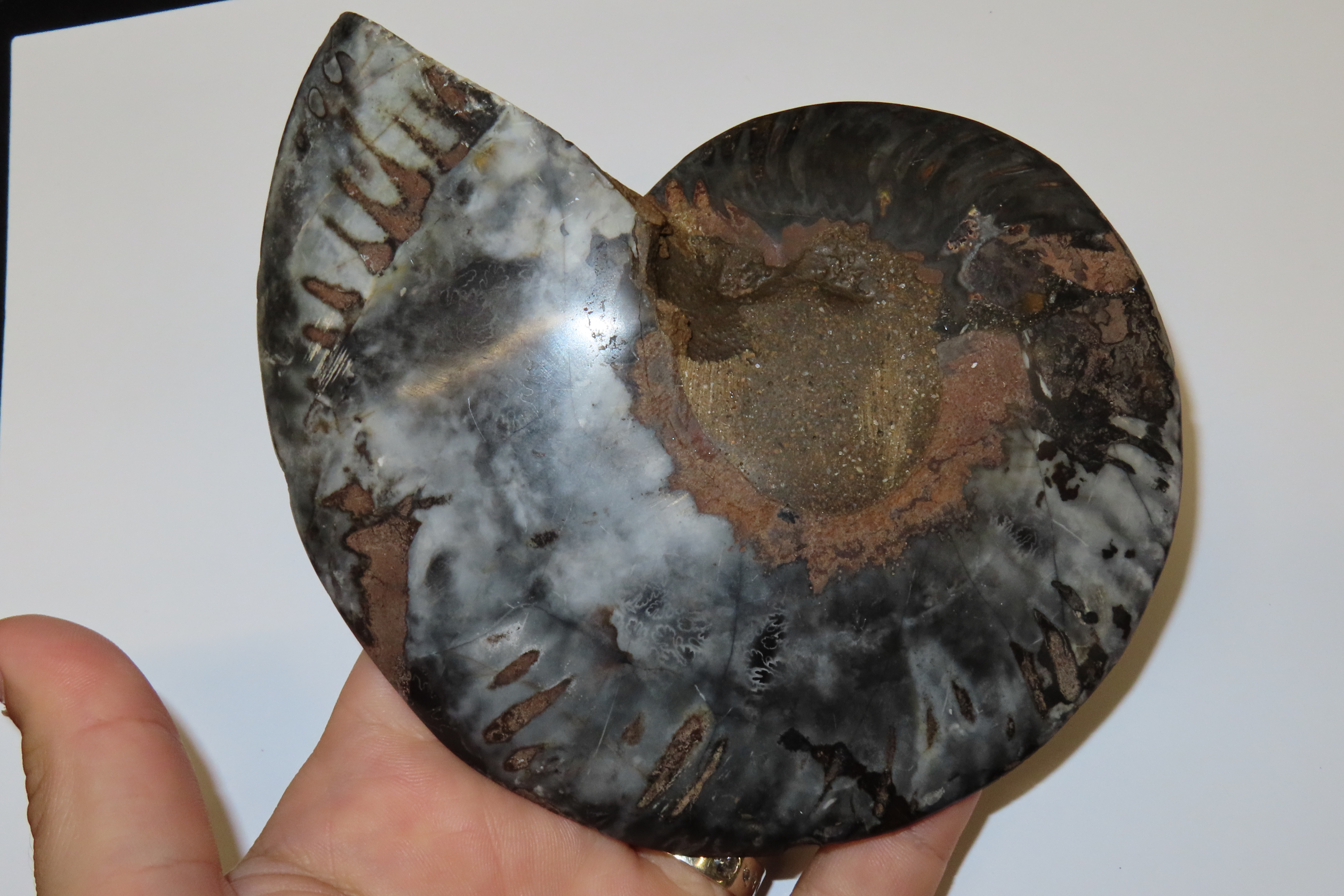 Huge 5 1/2" Cut Ammonite Fossil, Amazing Colors, Highly Polished Example.