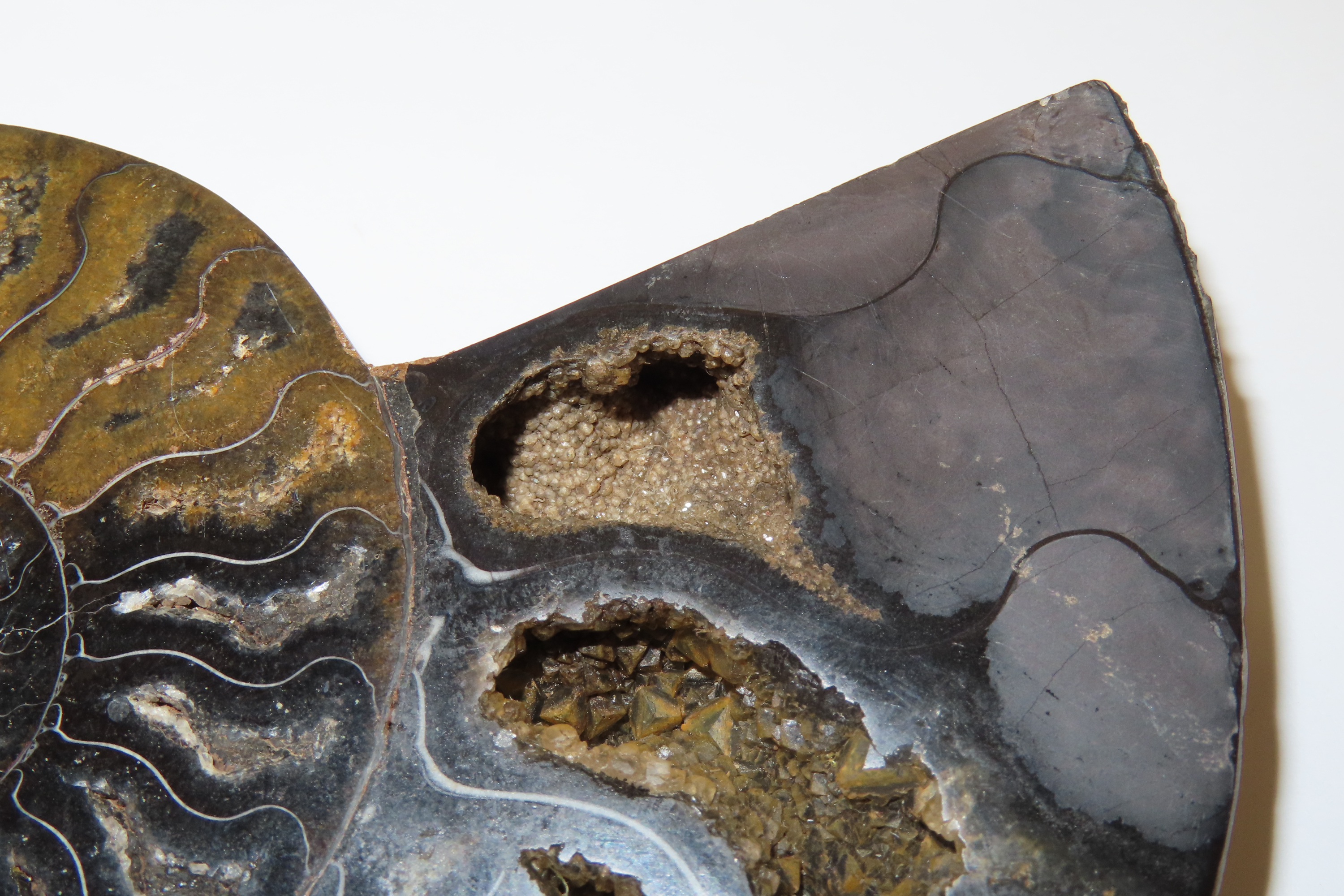 Huge 5 1/2" Cut Ammonite Fossil, Amazing Colors, Highly Polished Example.