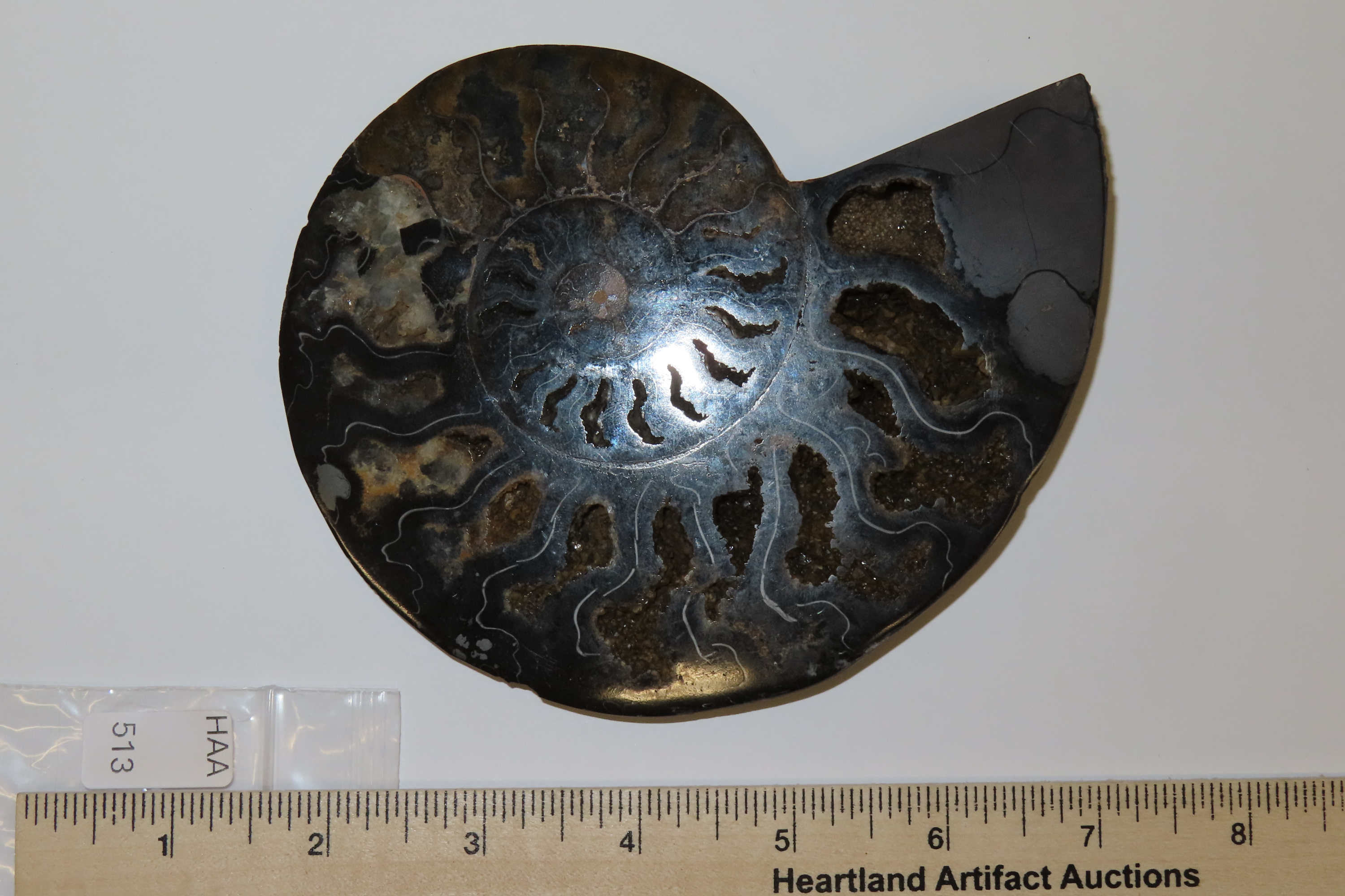 Huge 5 1/2" Cut Ammonite Fossil, Amazing Colors, Highly Polished Example.