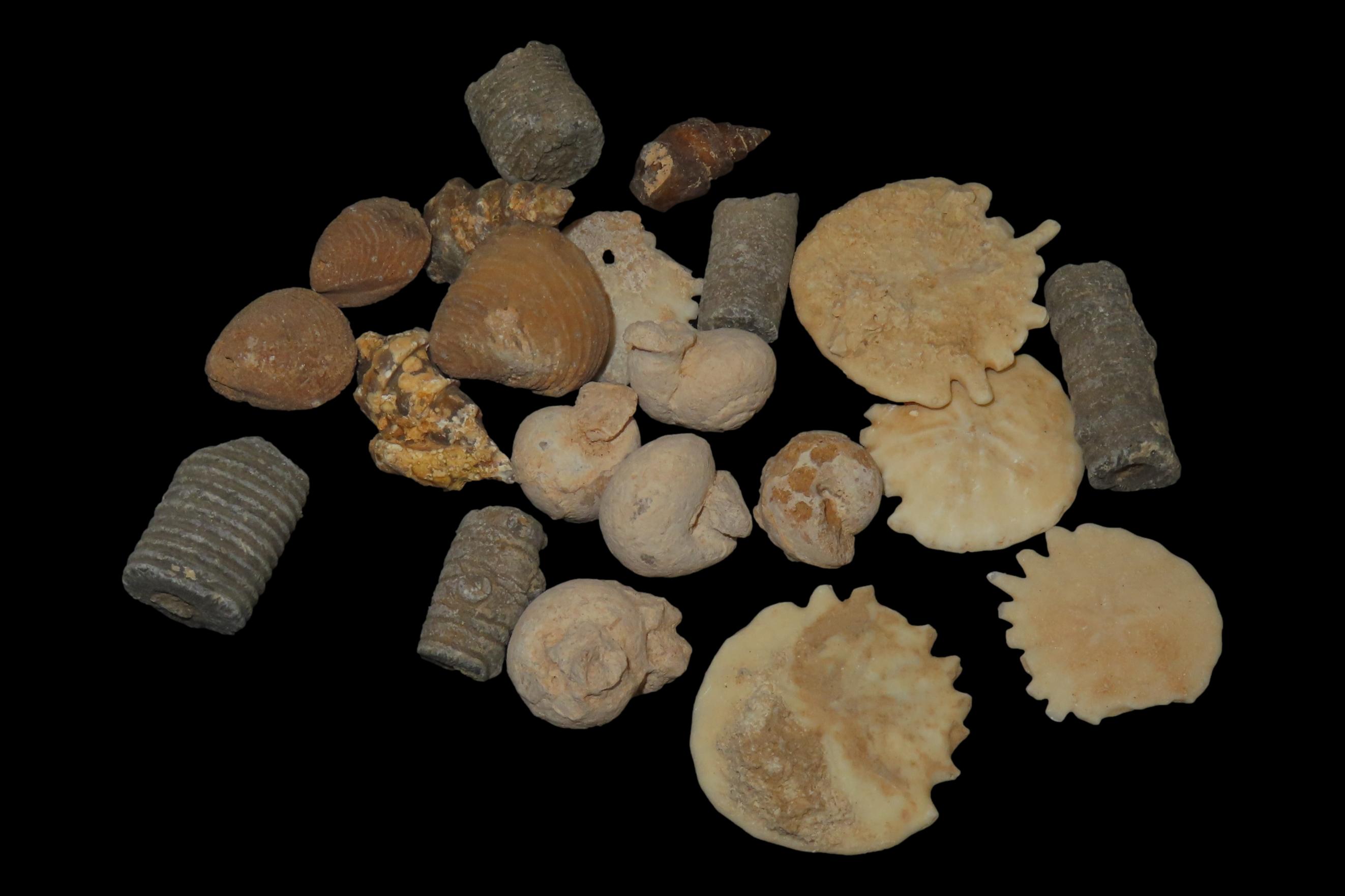 Nice lot of Various Fossils from Morocco. Millions of years old! Great variety!