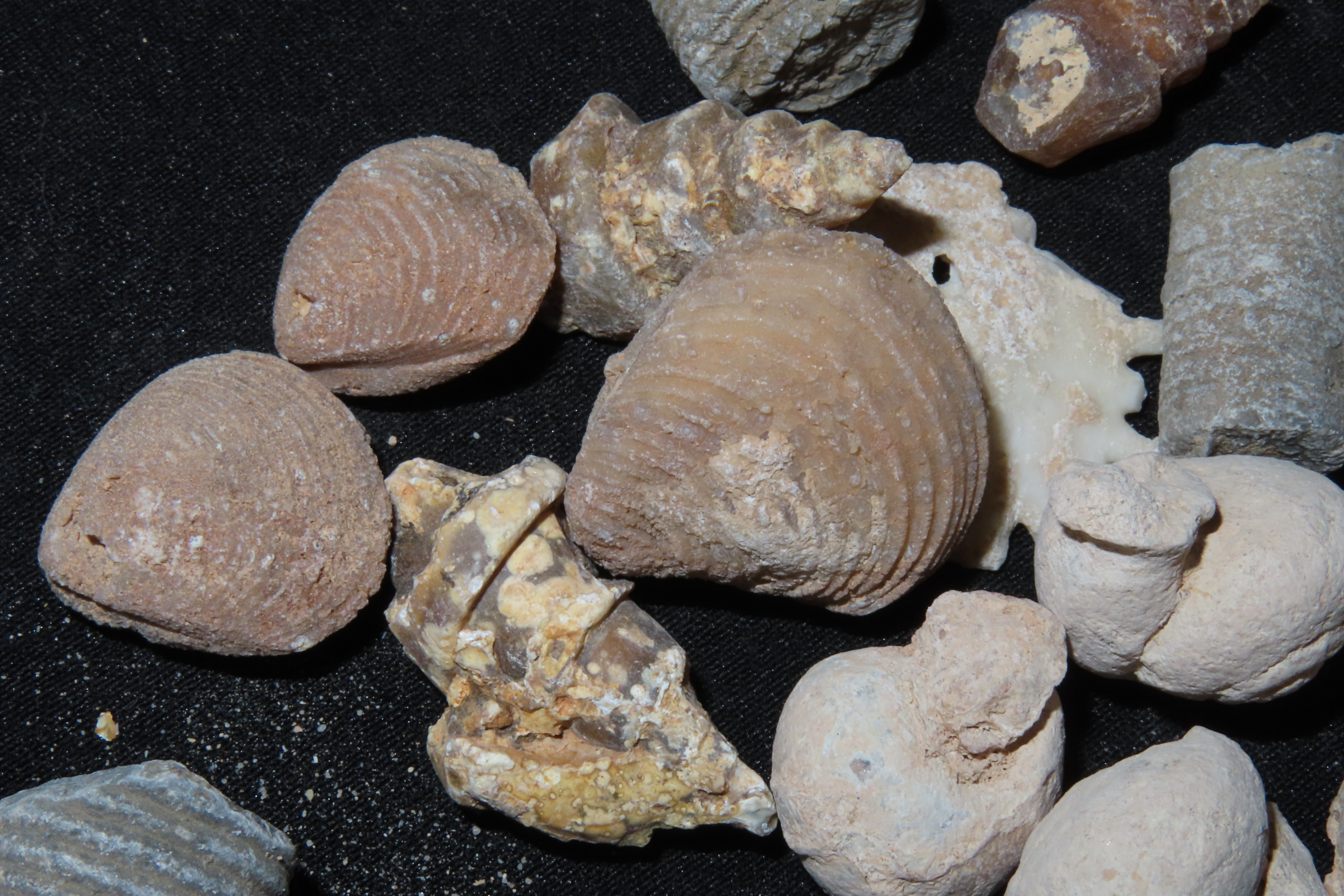 Nice lot of Various Fossils from Morocco. Millions of years old! Great variety!