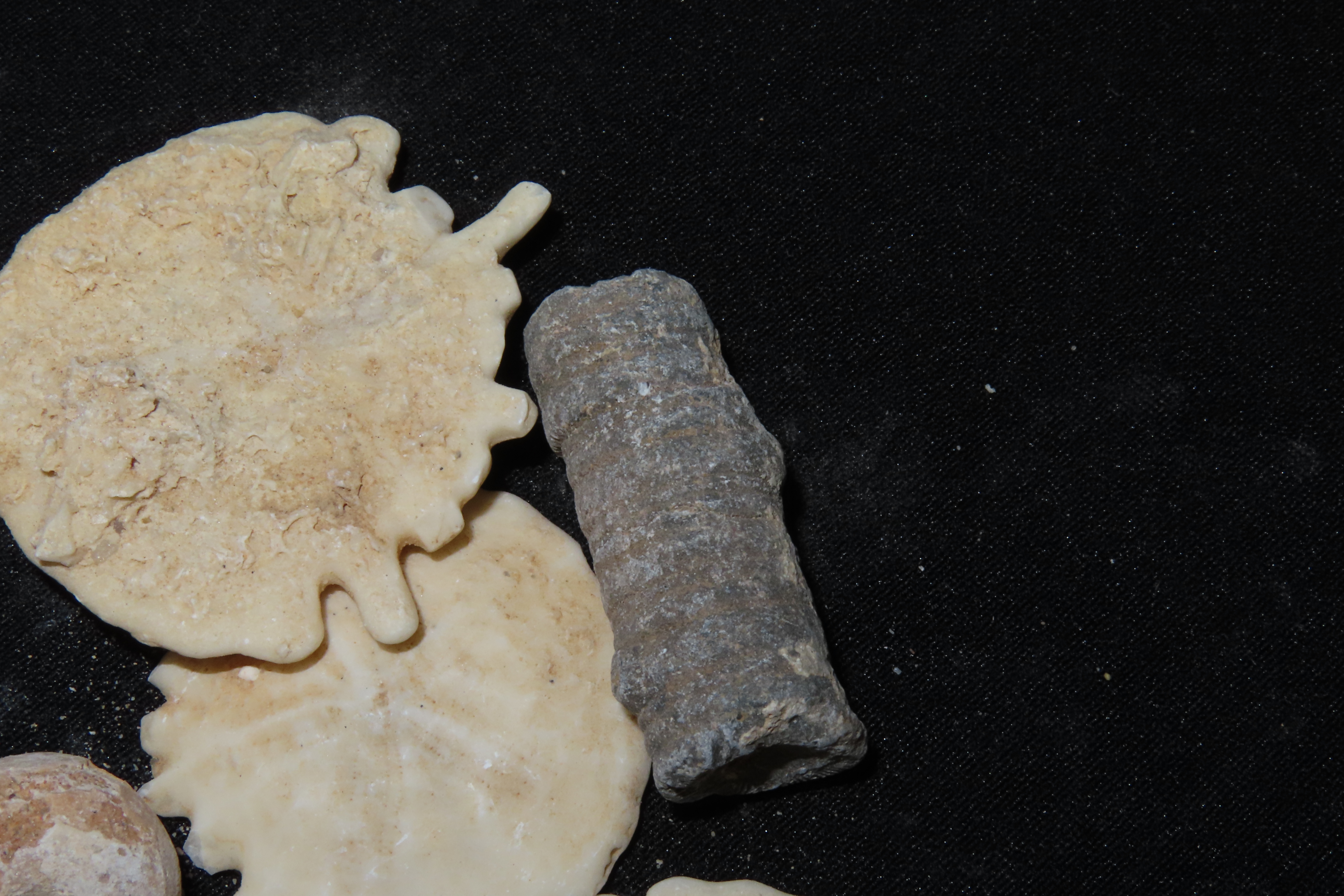 Nice lot of Various Fossils from Morocco. Millions of years old! Great variety!