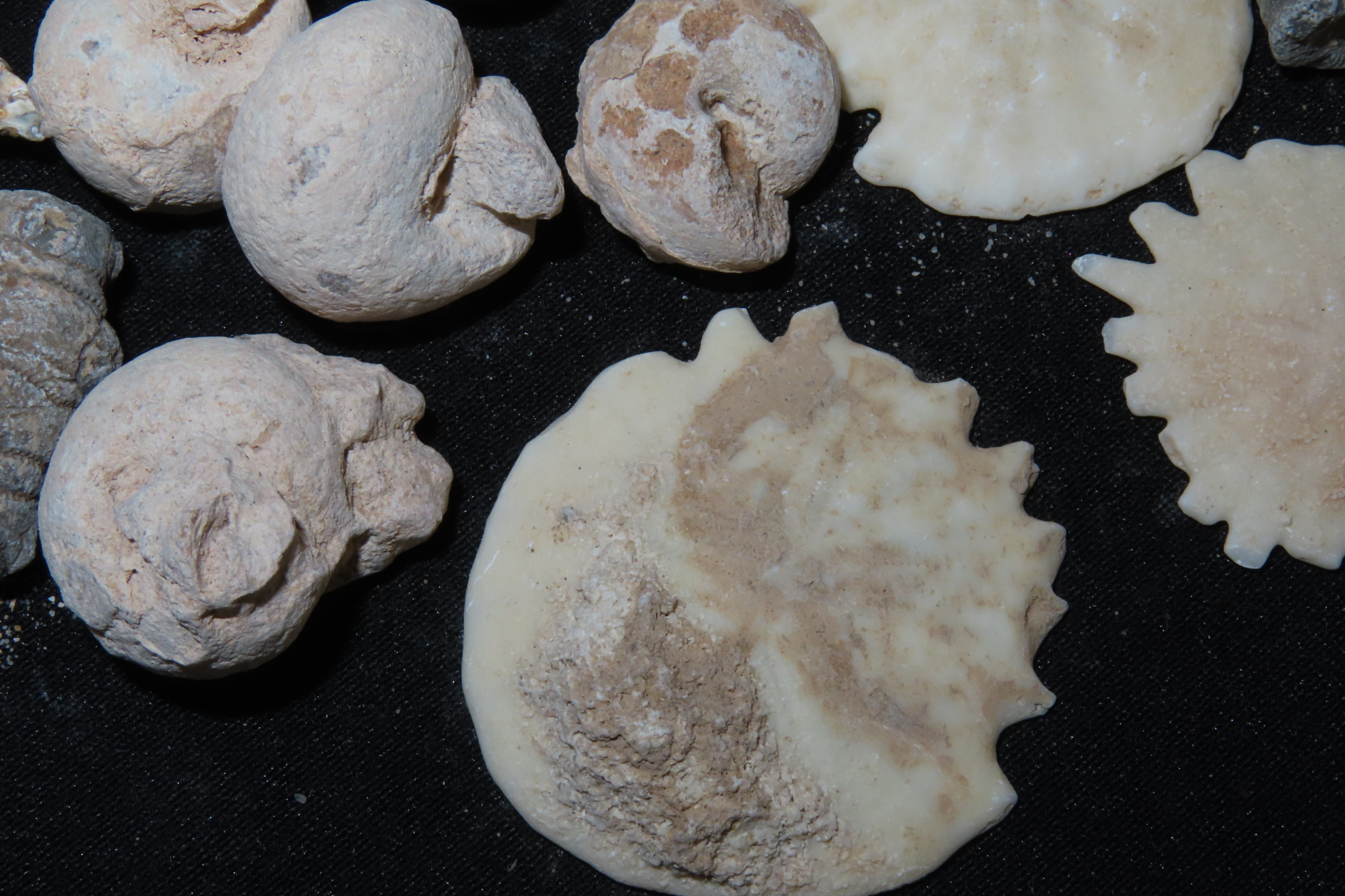 Nice lot of Various Fossils from Morocco. Millions of years old! Great variety!