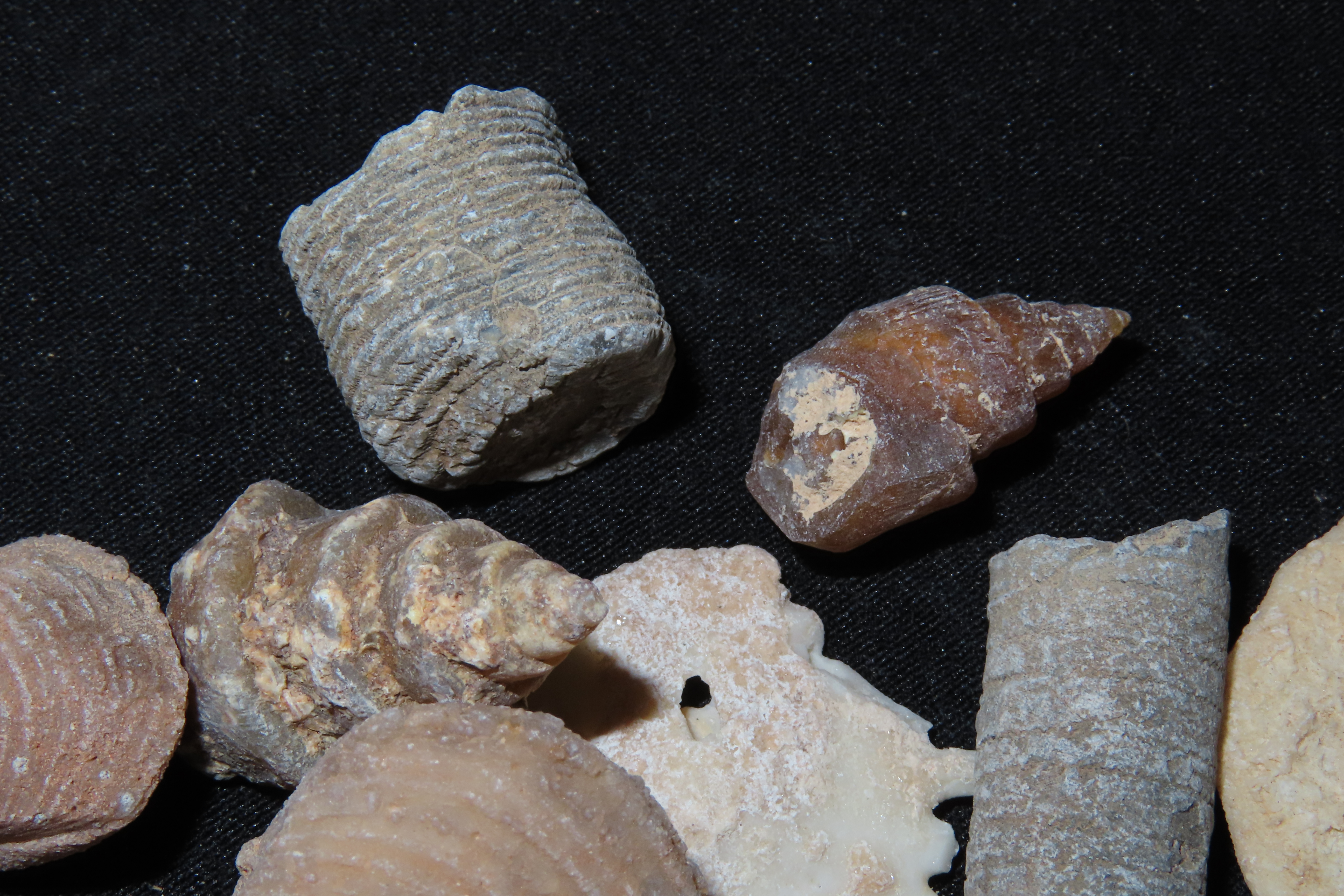 Nice lot of Various Fossils from Morocco. Millions of years old! Great variety!