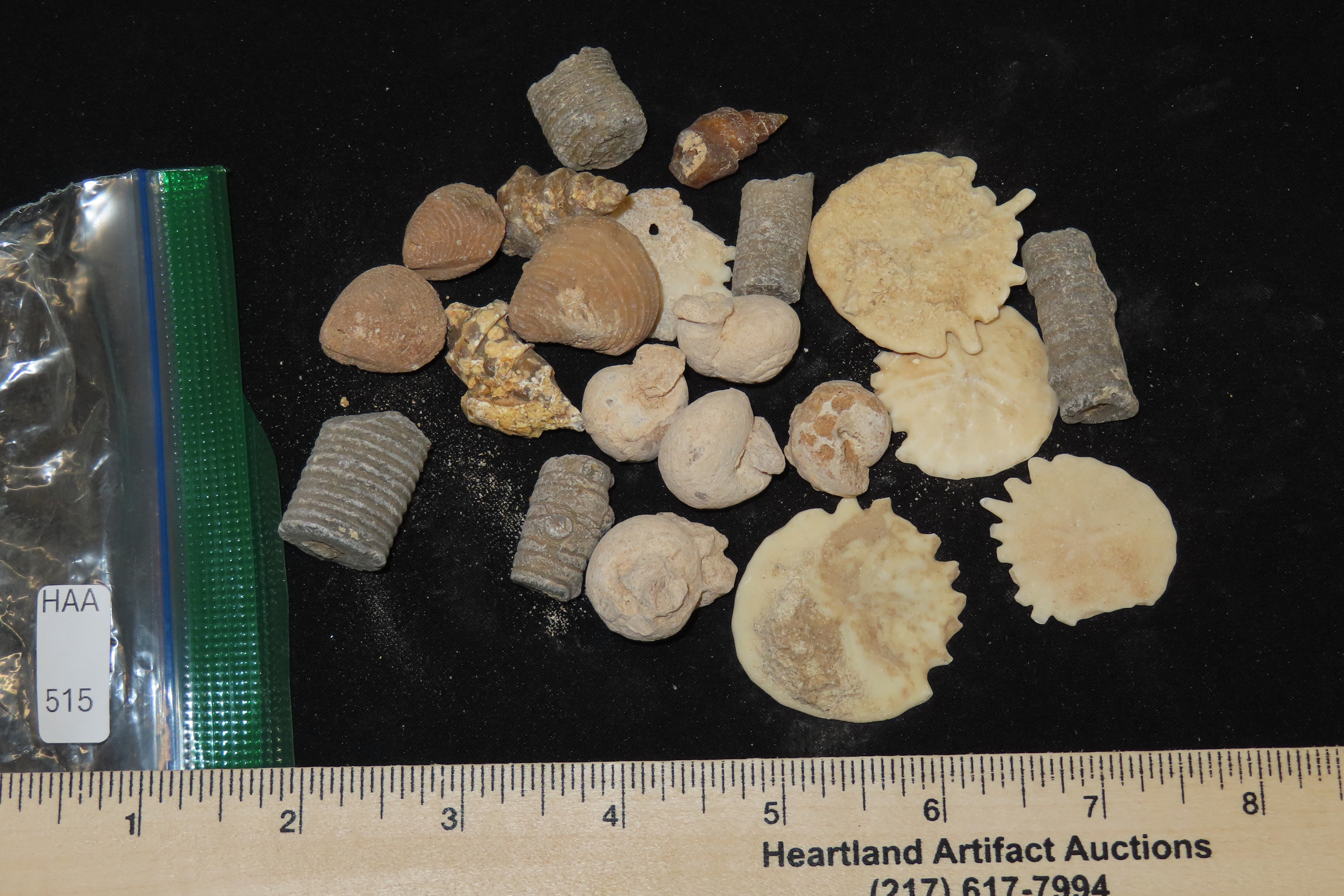 Nice lot of Various Fossils from Morocco. Millions of years old! Great variety!