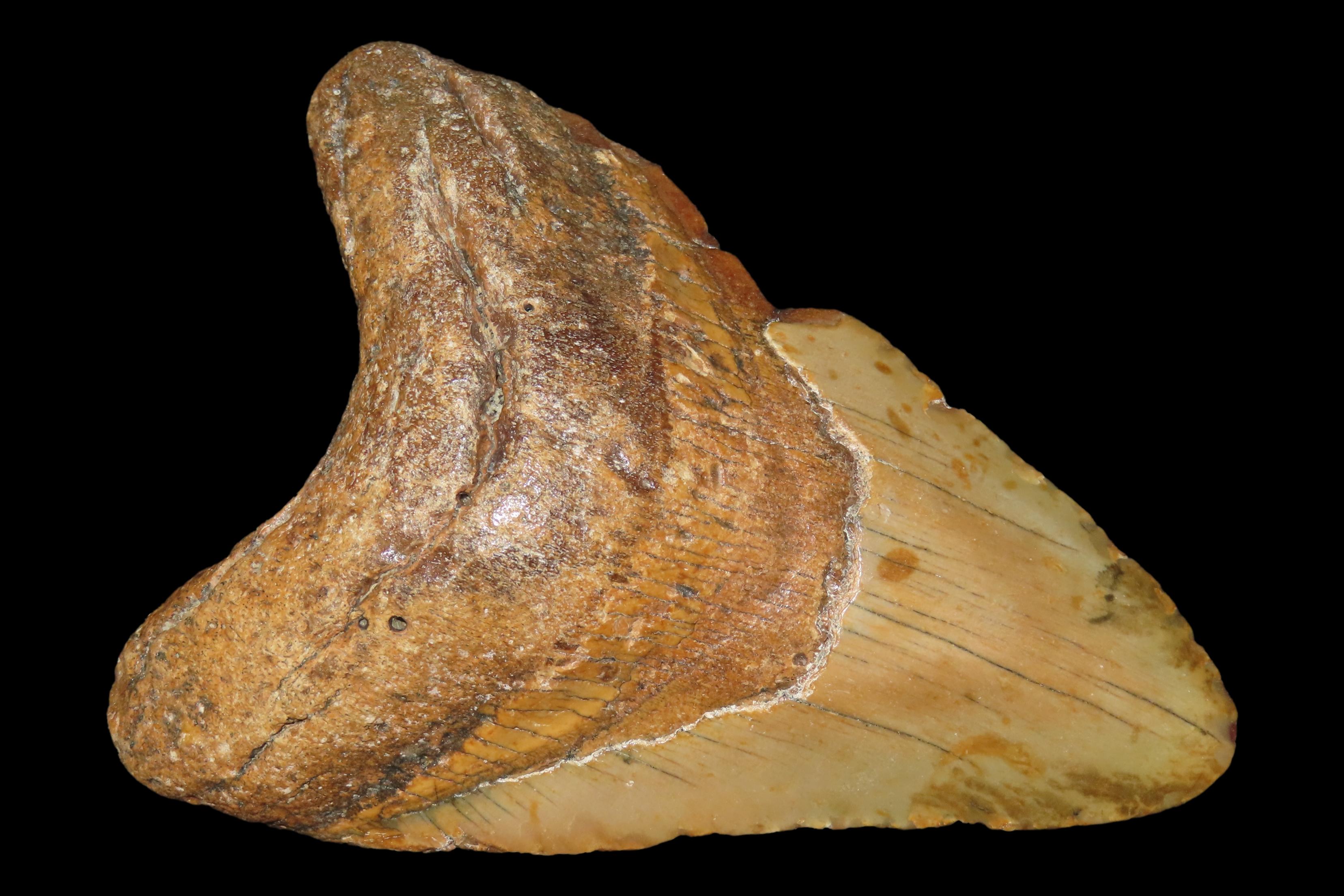 HUGE 4 11/16" Megalodon Shark Tooth, 2.5-23 Million Year Old Fossil found off the coast of the Carolinas. No Repair, No Resto, No Polishing.