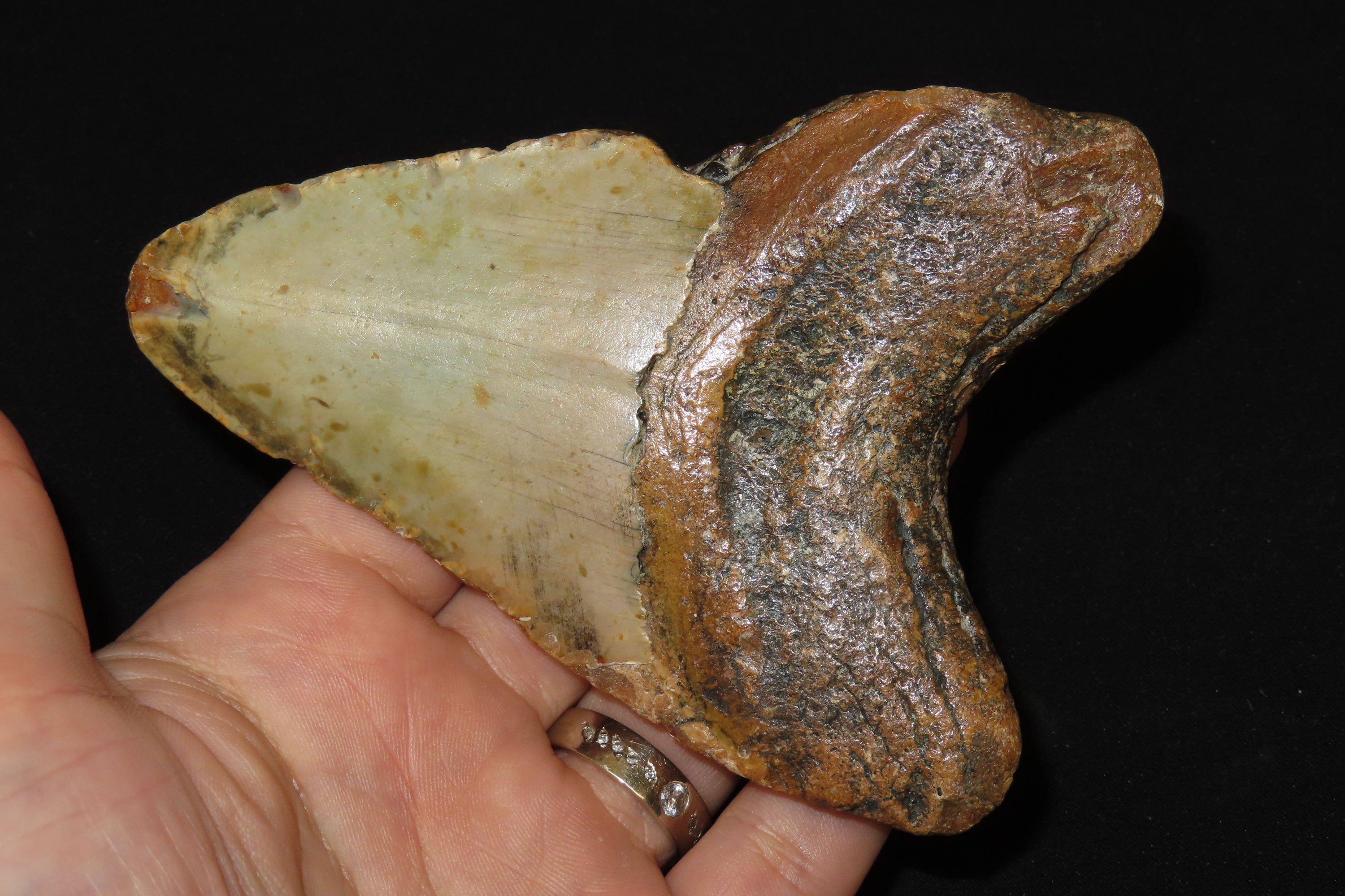 HUGE 4 11/16" Megalodon Shark Tooth, 2.5-23 Million Year Old Fossil found off the coast of the Carolinas. No Repair, No Resto, No Polishing.