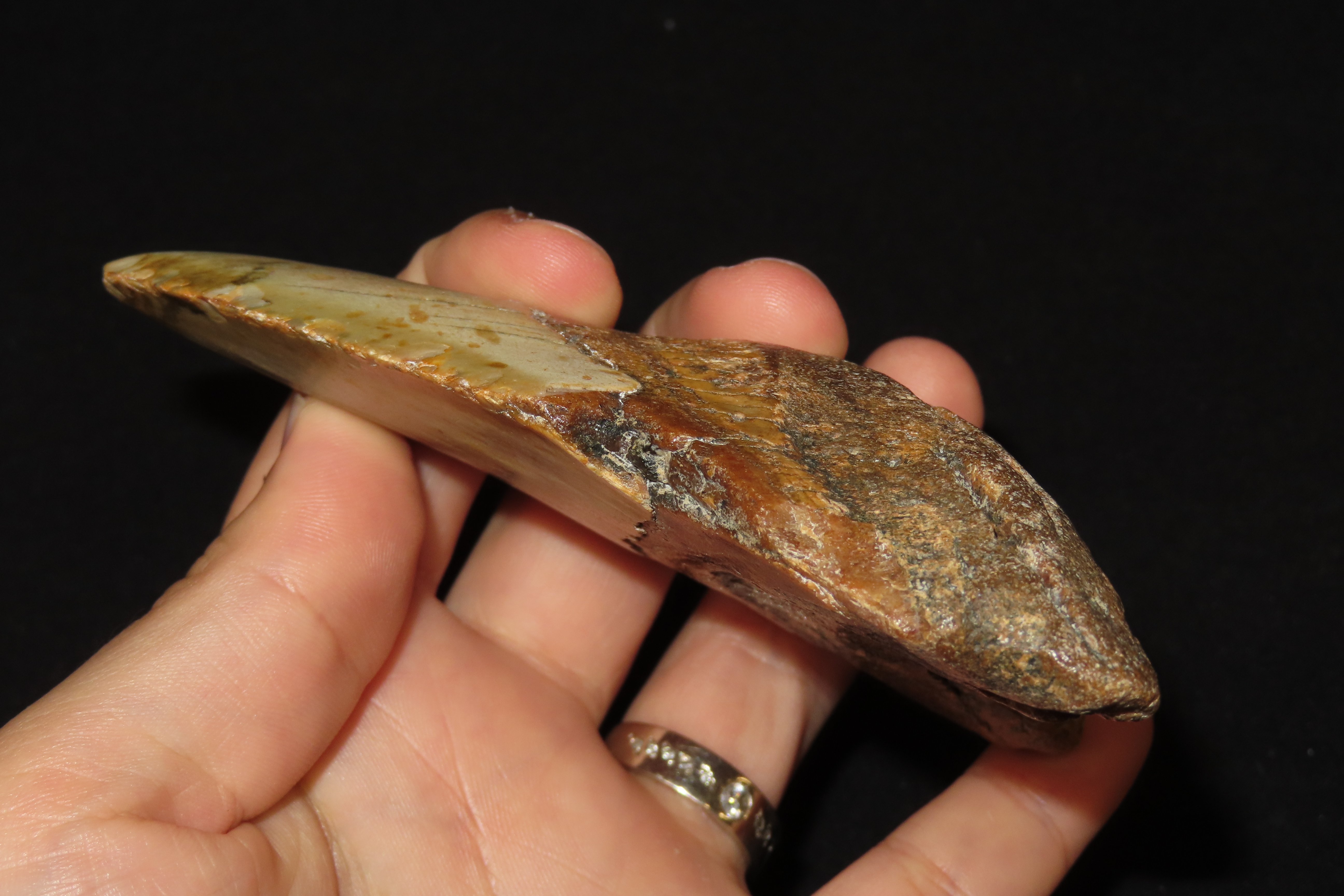 HUGE 4 11/16" Megalodon Shark Tooth, 2.5-23 Million Year Old Fossil found off the coast of the Carolinas. No Repair, No Resto, No Polishing.