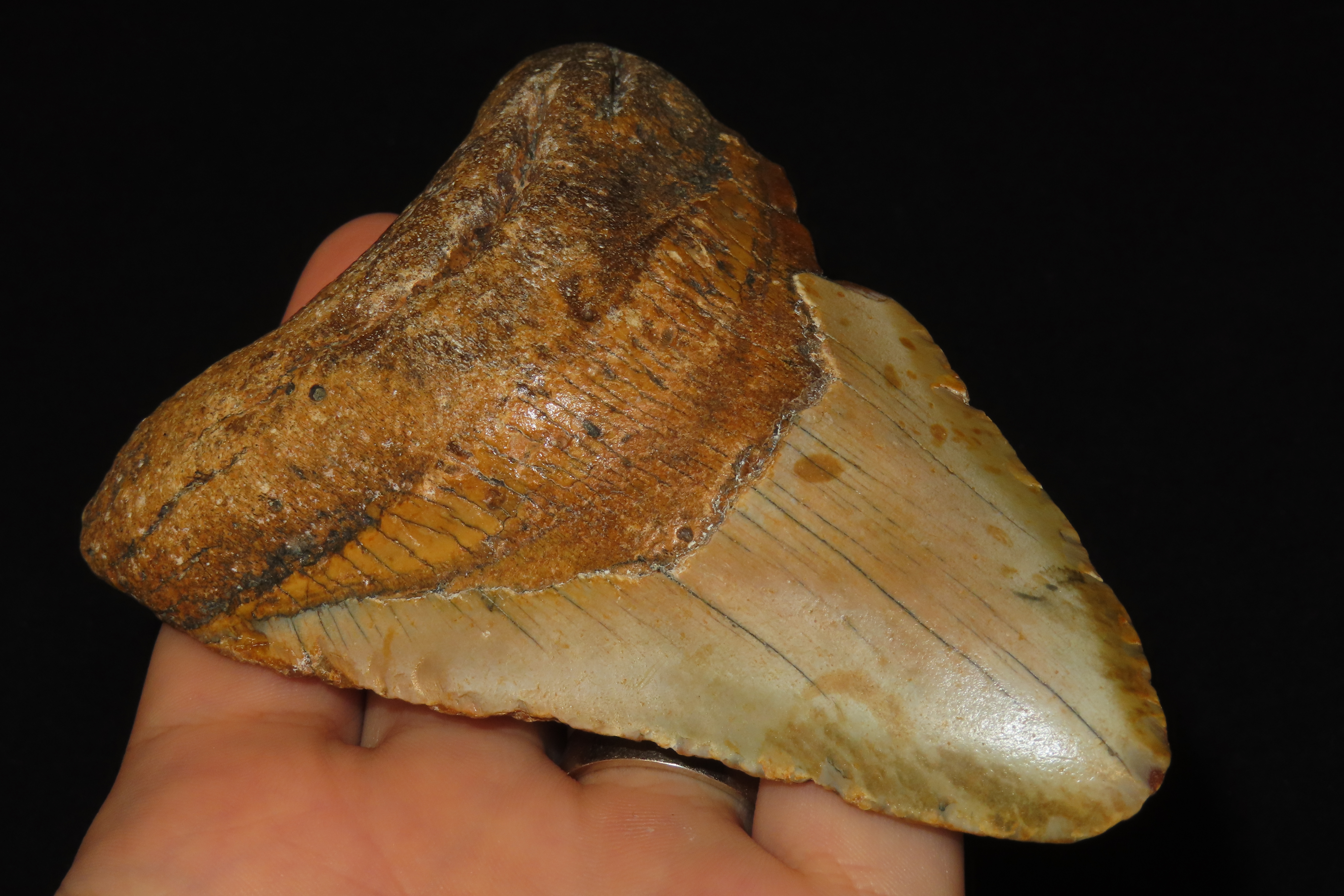 HUGE 4 11/16" Megalodon Shark Tooth, 2.5-23 Million Year Old Fossil found off the coast of the Carolinas. No Repair, No Resto, No Polishing.