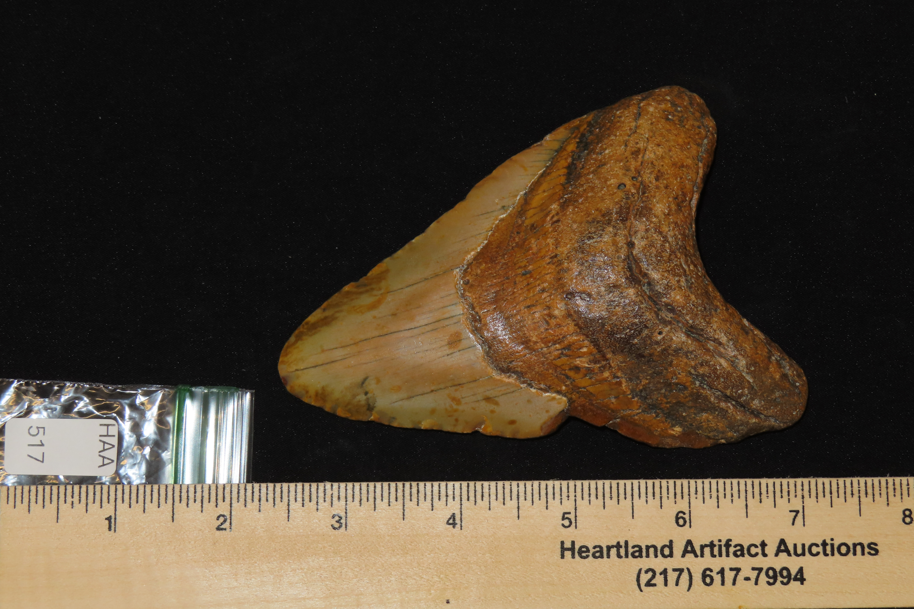 HUGE 4 11/16" Megalodon Shark Tooth, 2.5-23 Million Year Old Fossil found off the coast of the Carolinas. No Repair, No Resto, No Polishing.