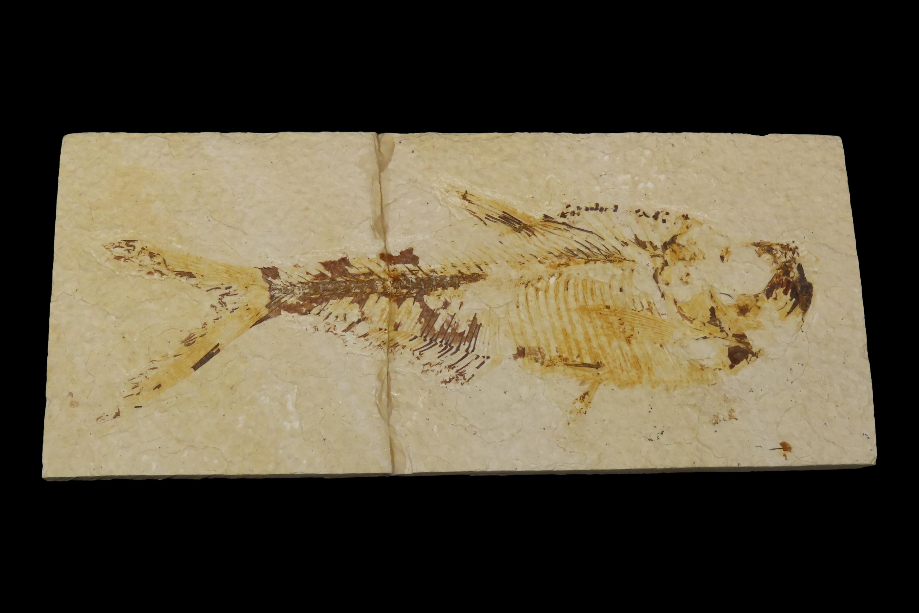 Very Detailed Fish Fossil (Diplomystus) from the Green River Formation in Wyoming, 50 Million Years old! Amazing High Grade Example! Broken
