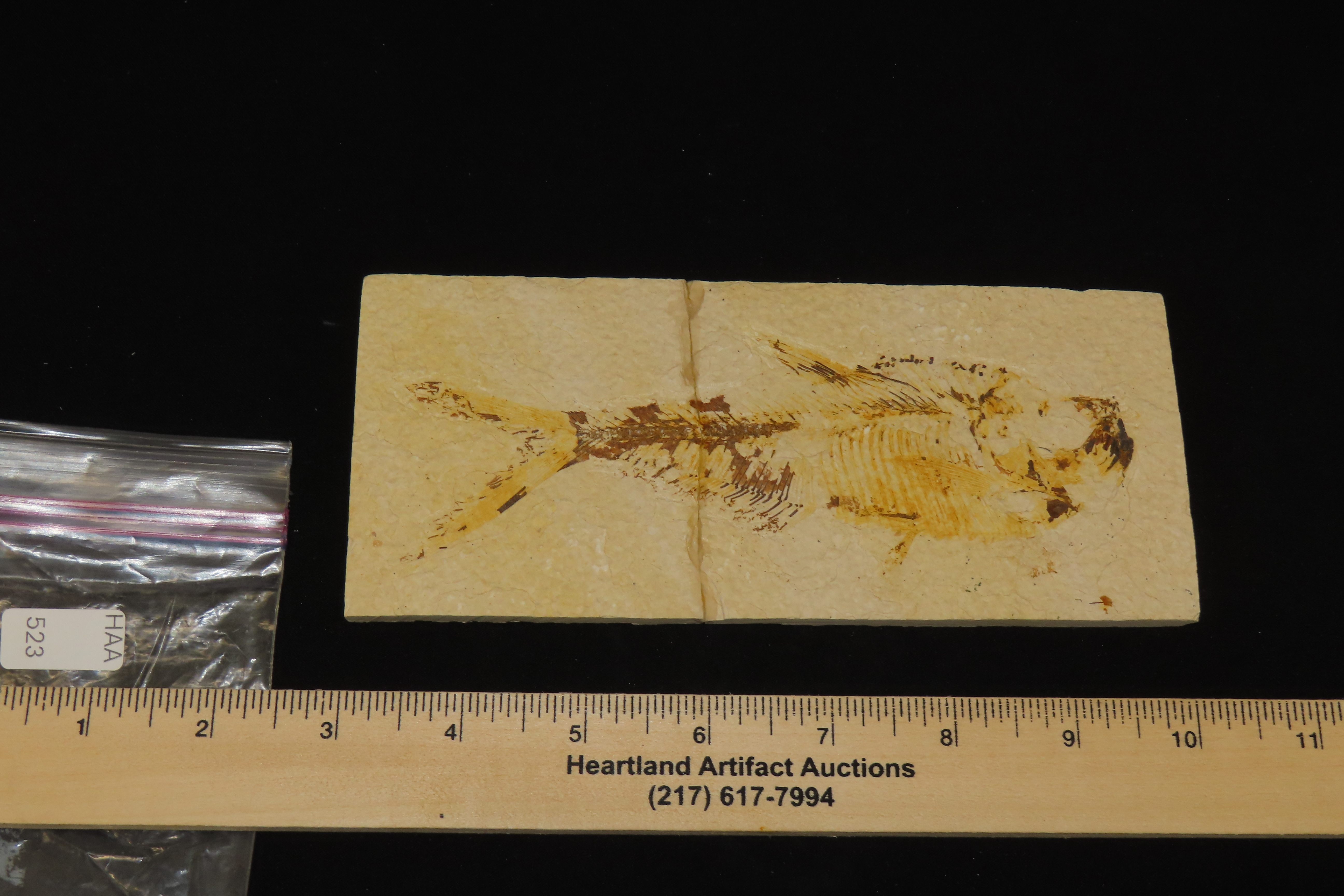 Very Detailed Fish Fossil (Diplomystus) from the Green River Formation in Wyoming, 50 Million Years old! Amazing High Grade Example! Broken