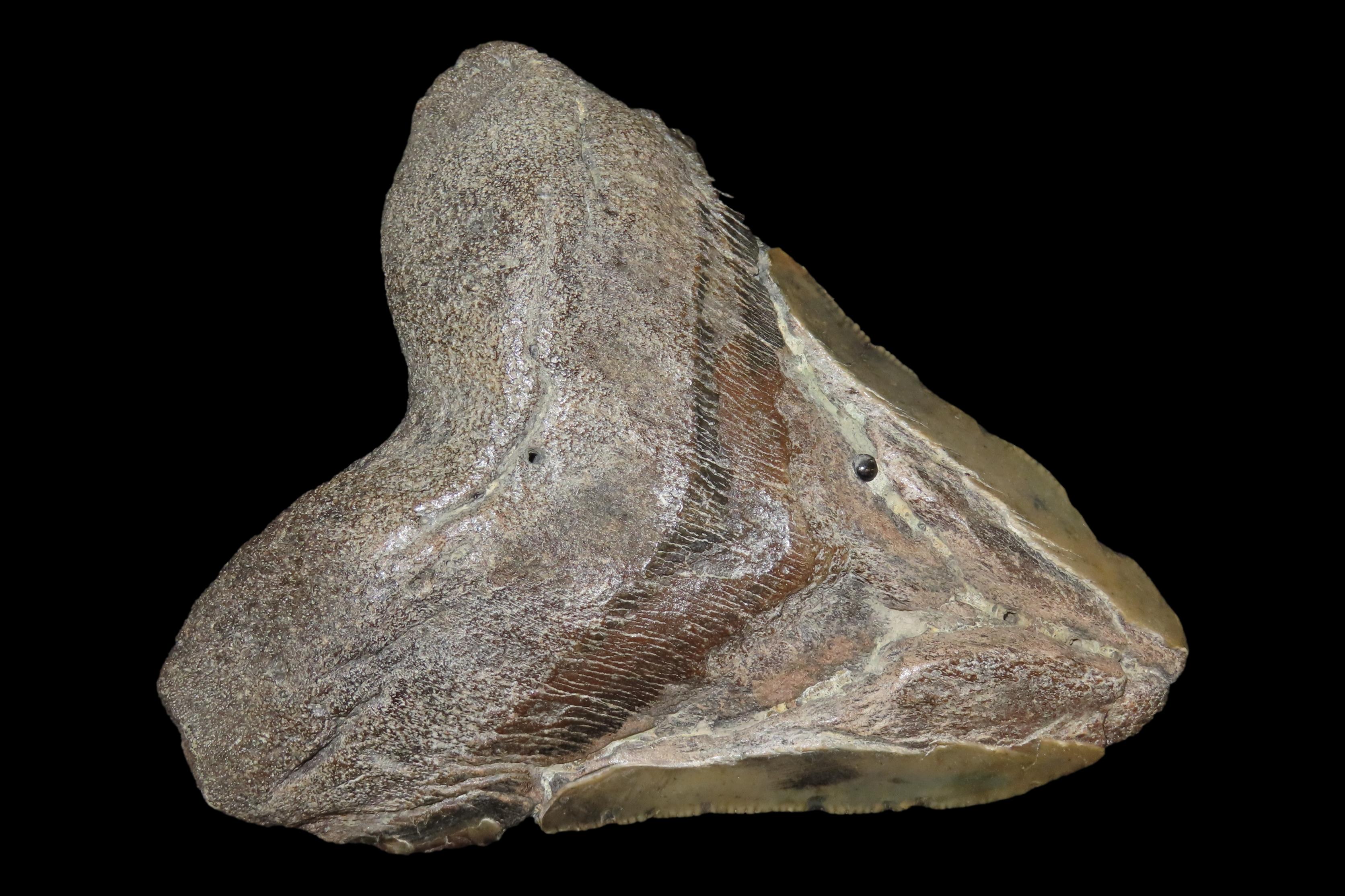 HUGE 5" Megalodon Shark Tooth, 2.5-23 Million Year Old Fossil found off the coast of the Carolinas. No Repair, No Resto, No Polishing. Great