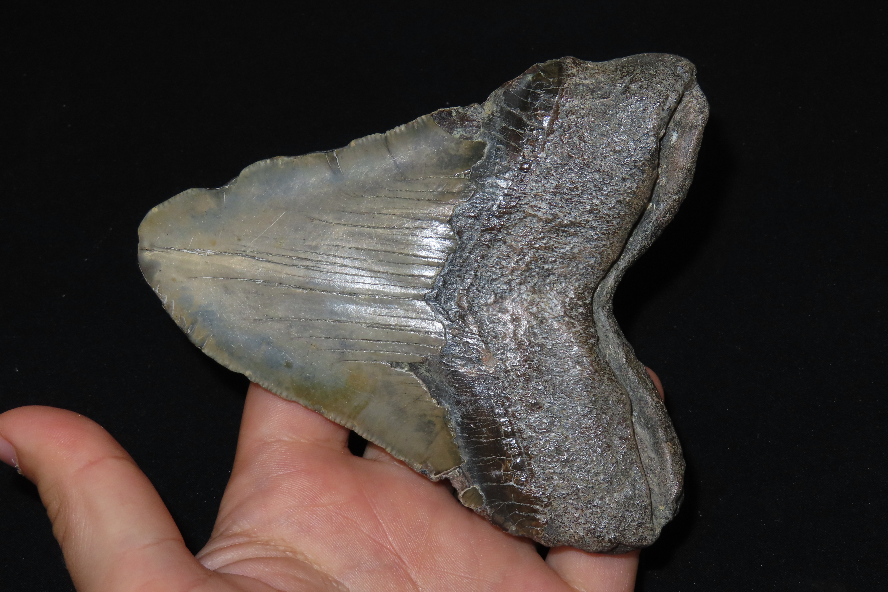 HUGE 5" Megalodon Shark Tooth, 2.5-23 Million Year Old Fossil found off the coast of the Carolinas. No Repair, No Resto, No Polishing. Great