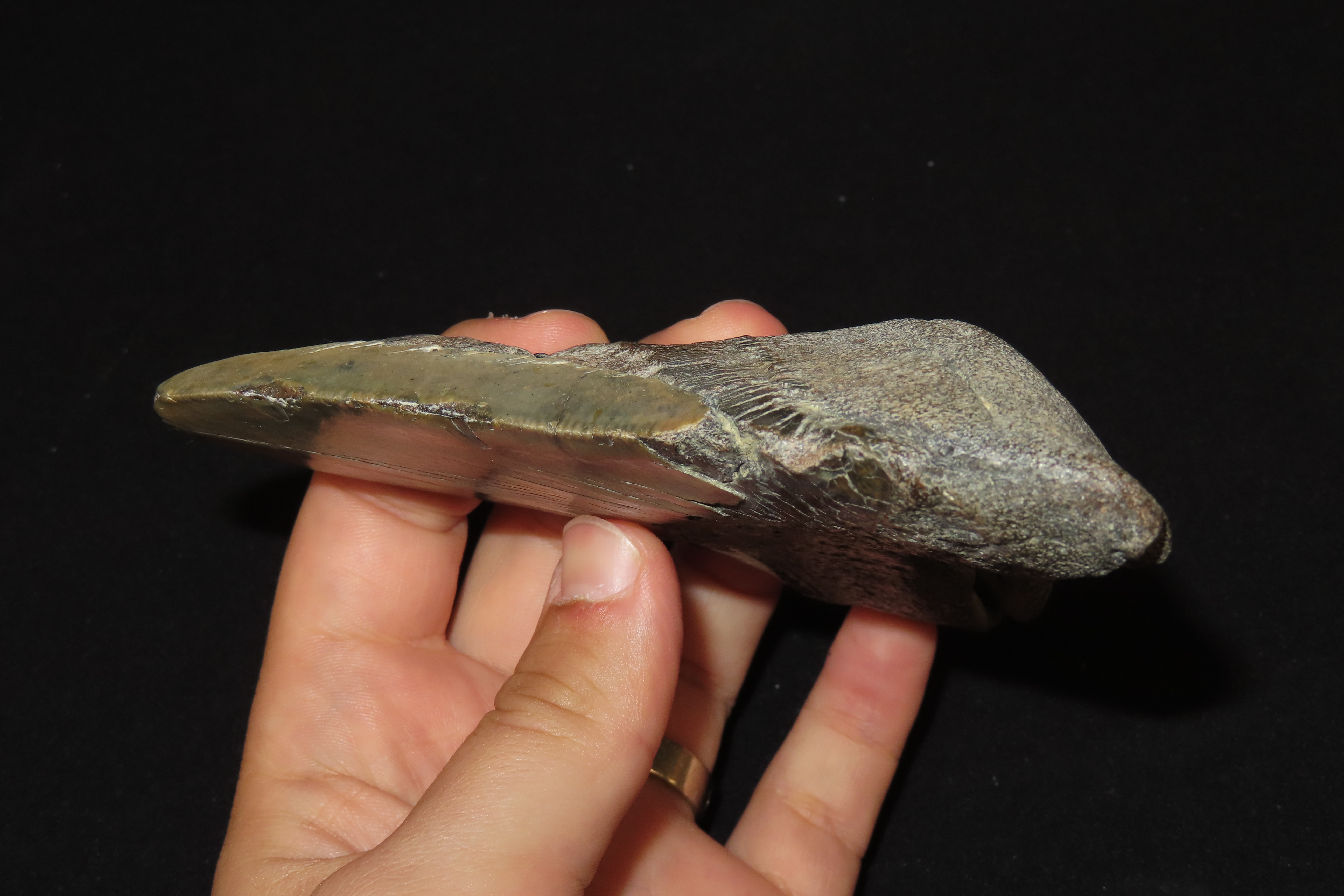 HUGE 5" Megalodon Shark Tooth, 2.5-23 Million Year Old Fossil found off the coast of the Carolinas. No Repair, No Resto, No Polishing. Great
