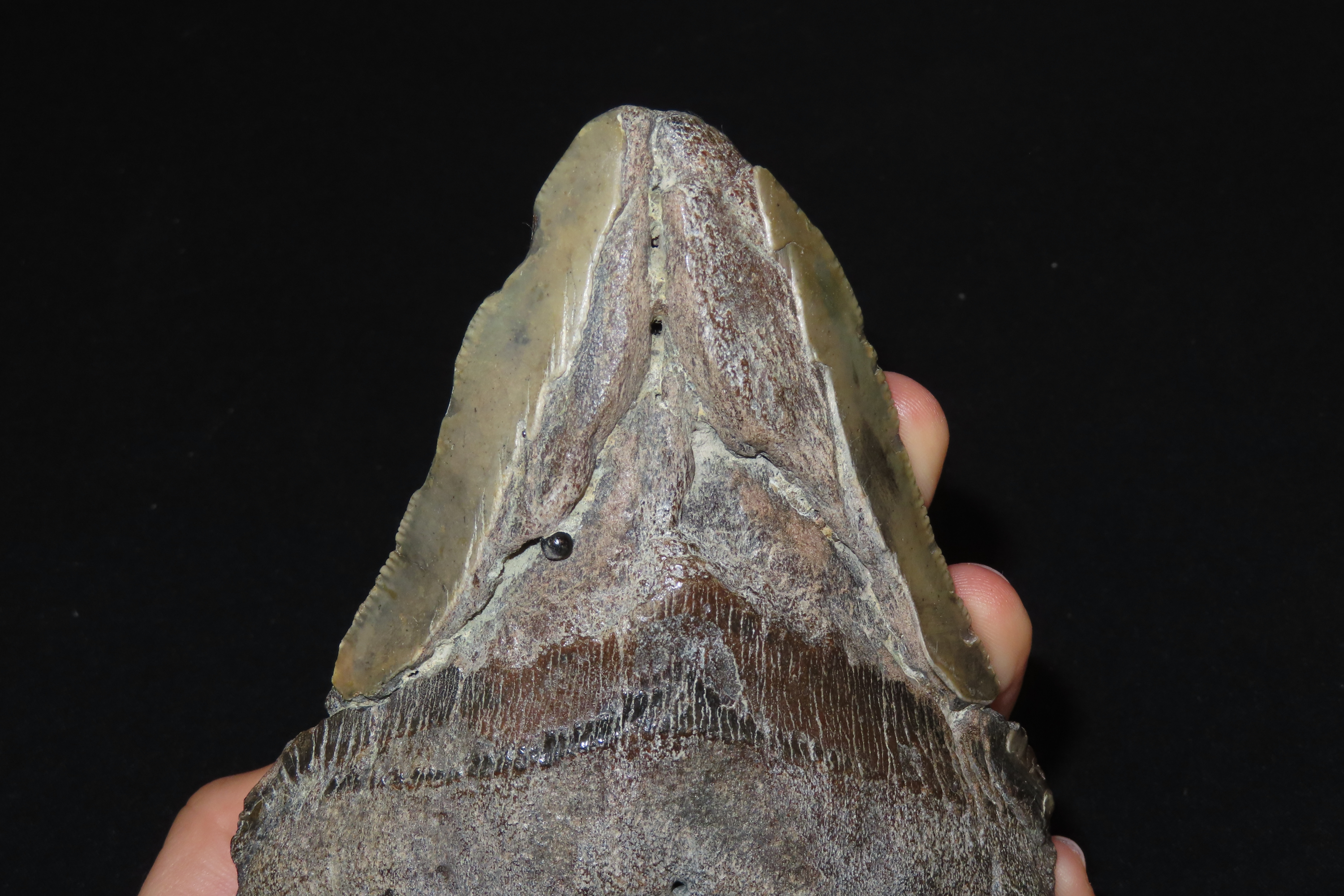 HUGE 5" Megalodon Shark Tooth, 2.5-23 Million Year Old Fossil found off the coast of the Carolinas. No Repair, No Resto, No Polishing. Great