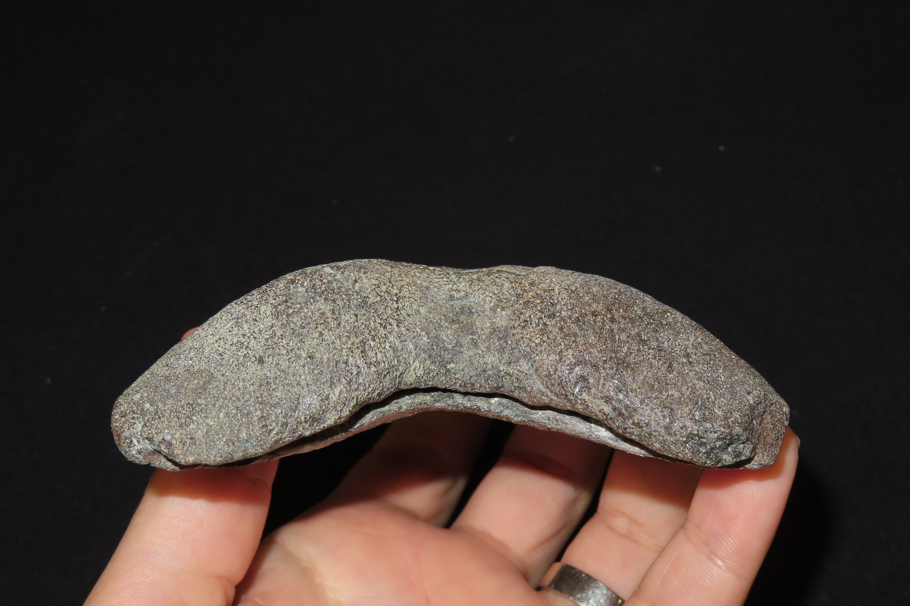 HUGE 5" Megalodon Shark Tooth, 2.5-23 Million Year Old Fossil found off the coast of the Carolinas. No Repair, No Resto, No Polishing. Great