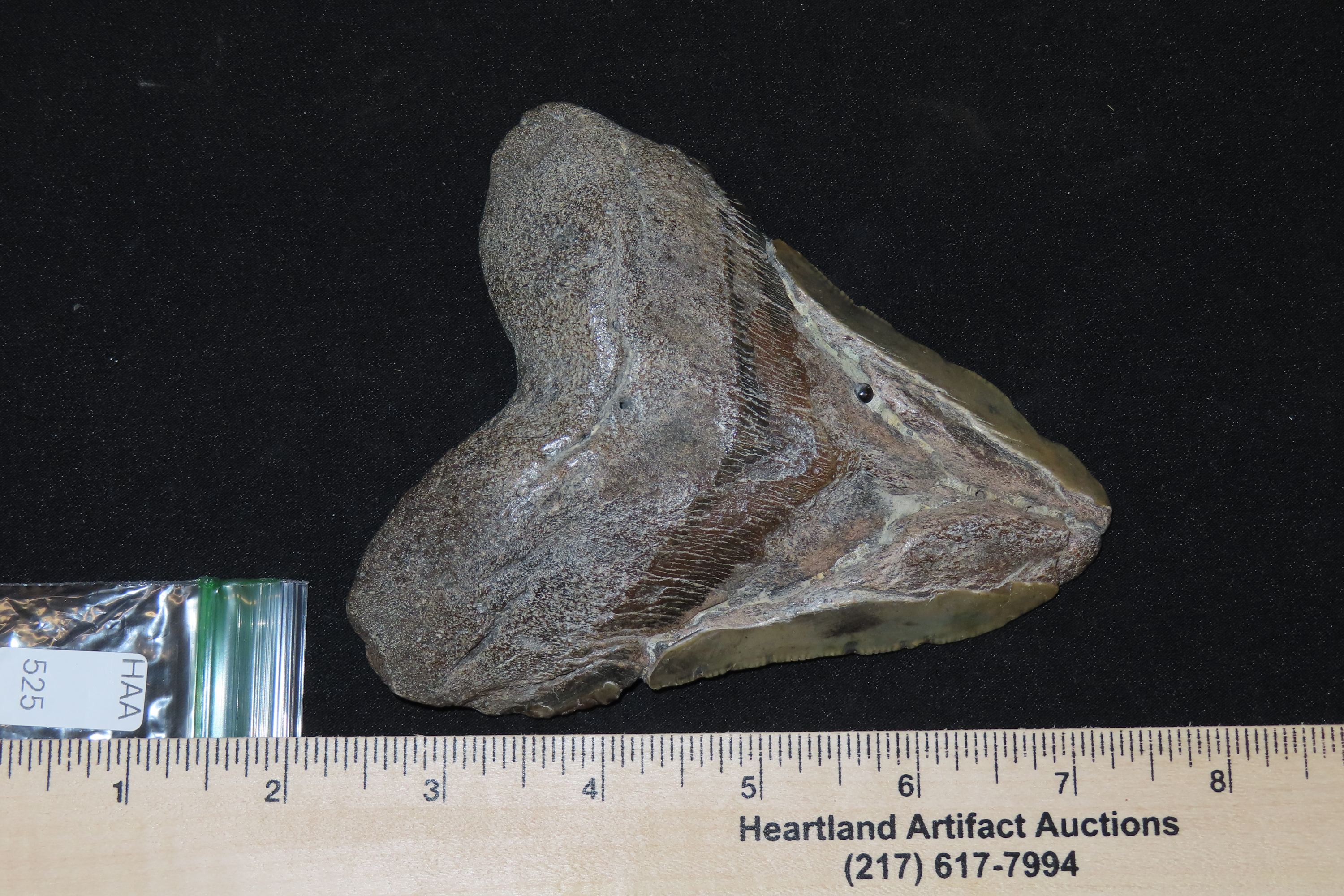 HUGE 5" Megalodon Shark Tooth, 2.5-23 Million Year Old Fossil found off the coast of the Carolinas. No Repair, No Resto, No Polishing. Great