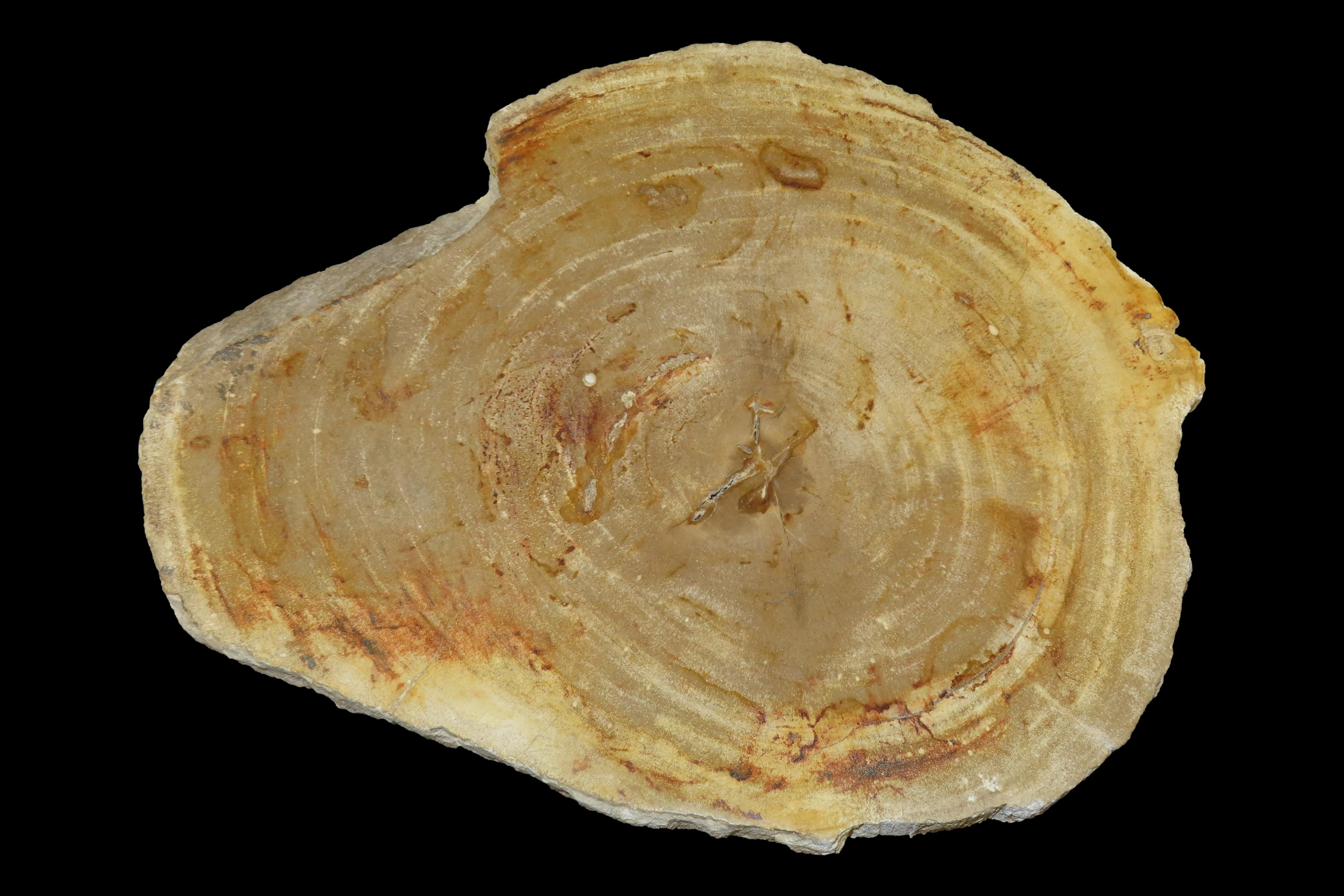 Large Colorful Polished Slab of Petrifeid Wood. Fully Polished on Both Sides, Beautiful Colorful Example.