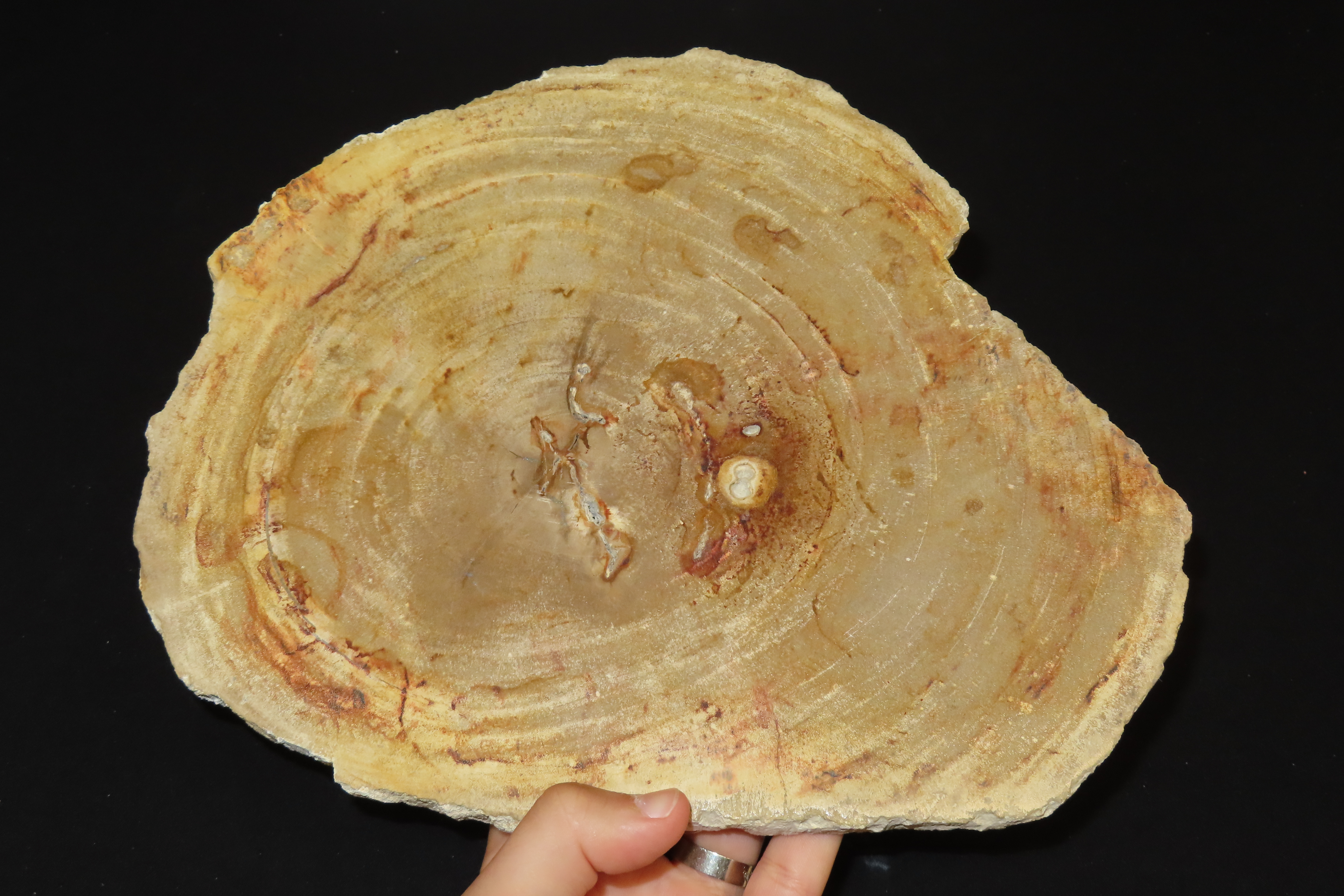 Large Colorful Polished Slab of Petrifeid Wood. Fully Polished on Both Sides, Beautiful Colorful Example.