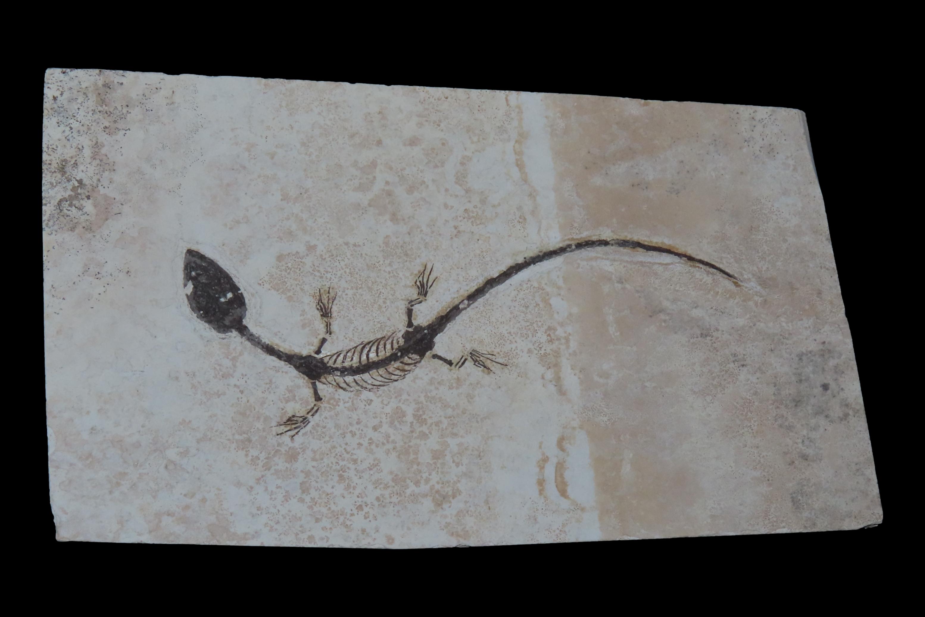 Amazing Dinosaur Keichousaurus / Nothosaur Fossil, 50-250 Million Year Old Amphibian Marine Reptime Dino Fossil