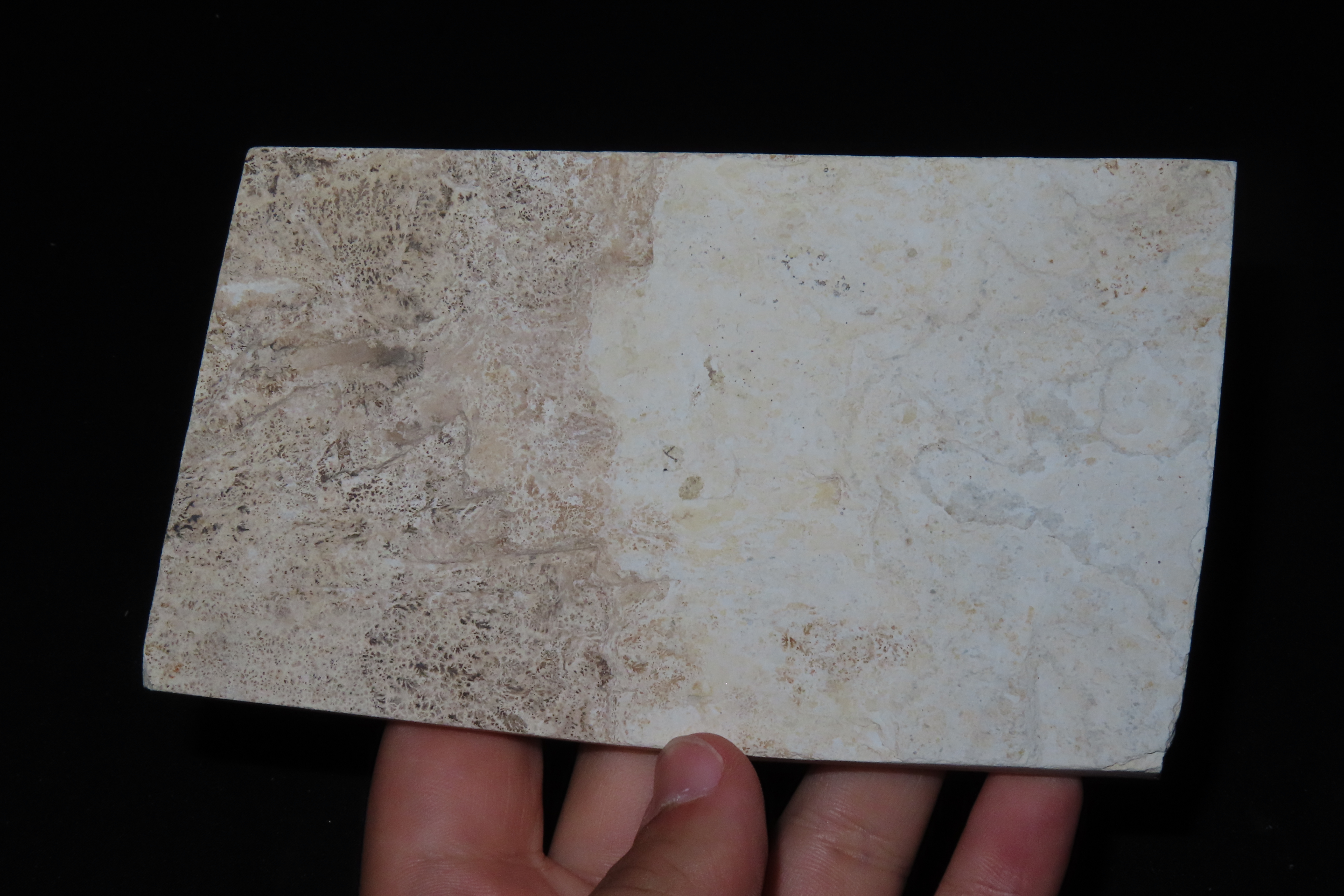 Amazing Dinosaur Keichousaurus / Nothosaur Fossil, 50-250 Million Year Old Amphibian Marine Reptime Dino Fossil