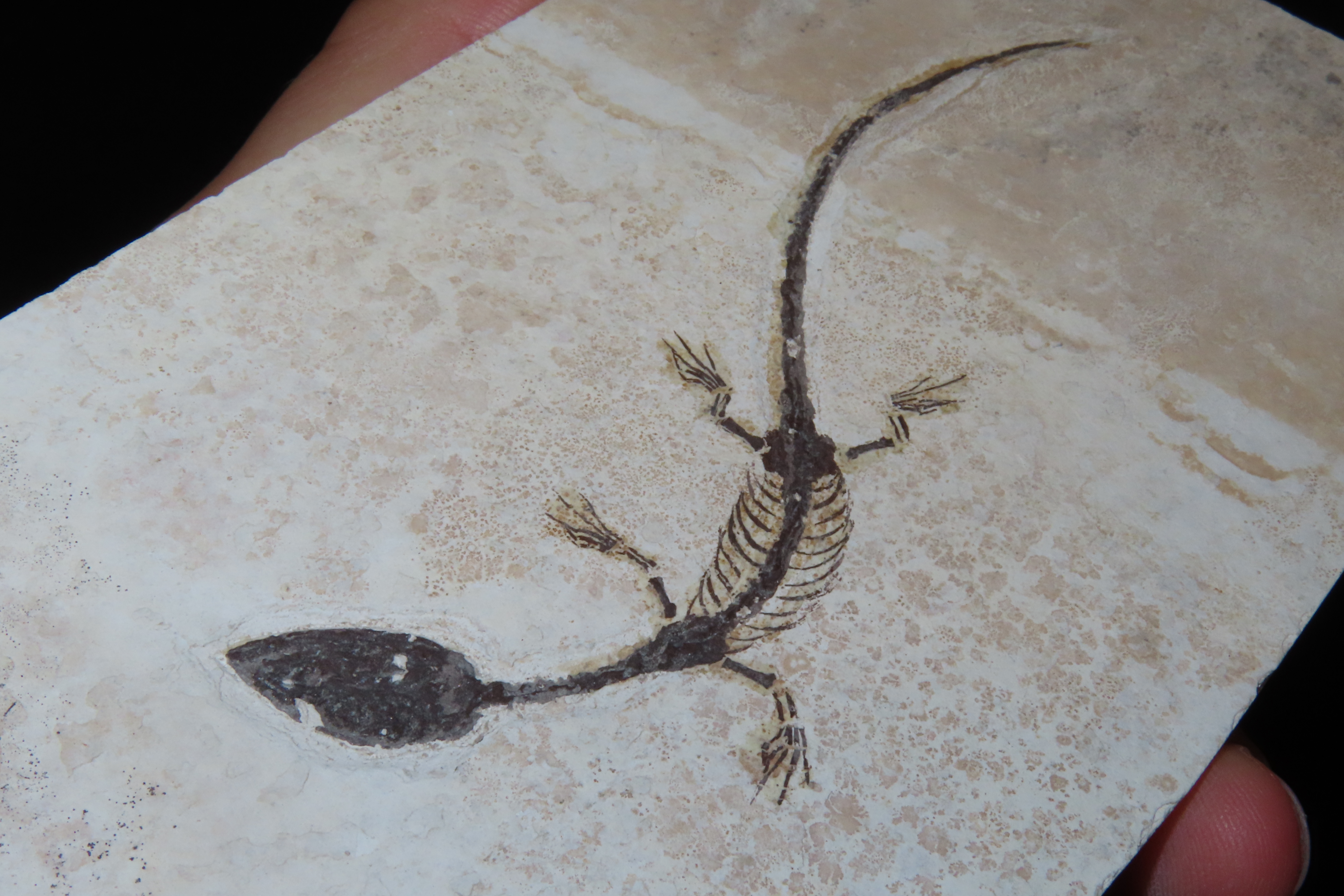 Amazing Dinosaur Keichousaurus / Nothosaur Fossil, 50-250 Million Year Old Amphibian Marine Reptime Dino Fossil