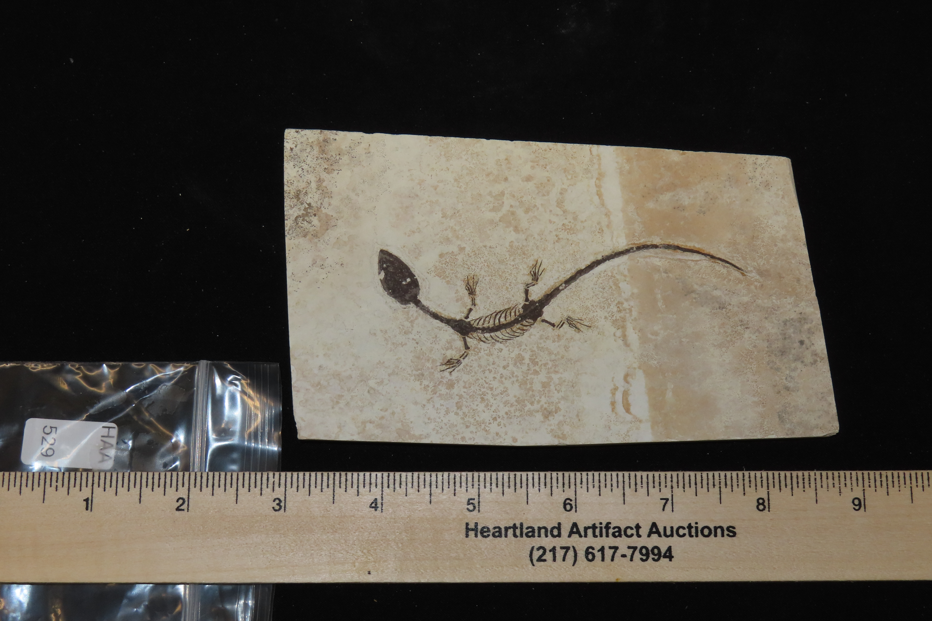 Amazing Dinosaur Keichousaurus / Nothosaur Fossil, 50-250 Million Year Old Amphibian Marine Reptime Dino Fossil