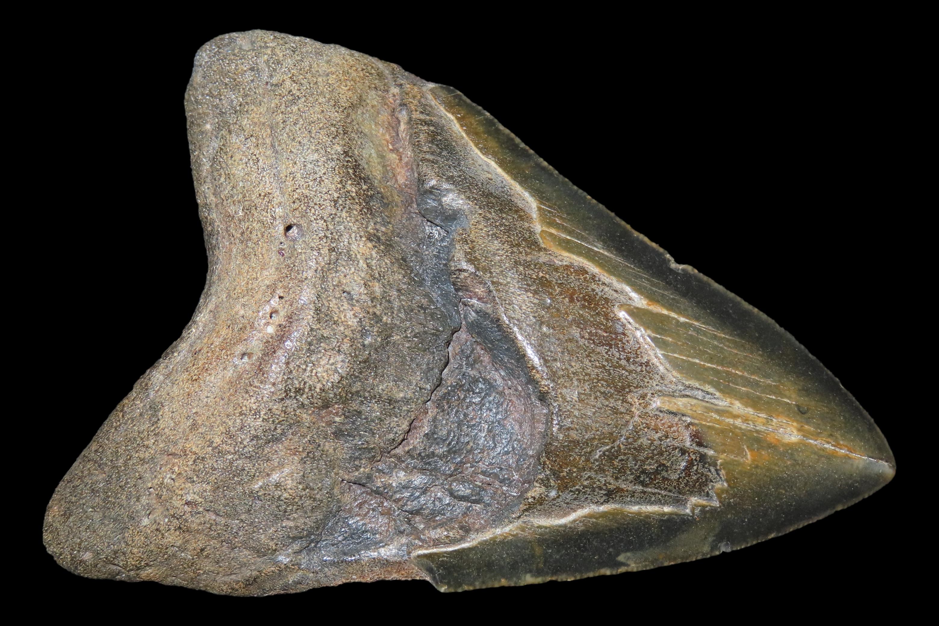 HUGE 4 11/16" Megalodon Shark Tooth, 2.5-23 Million Year Old Fossil found off the coast of the Carolinas. No Repair, No Resto, No Polishing.