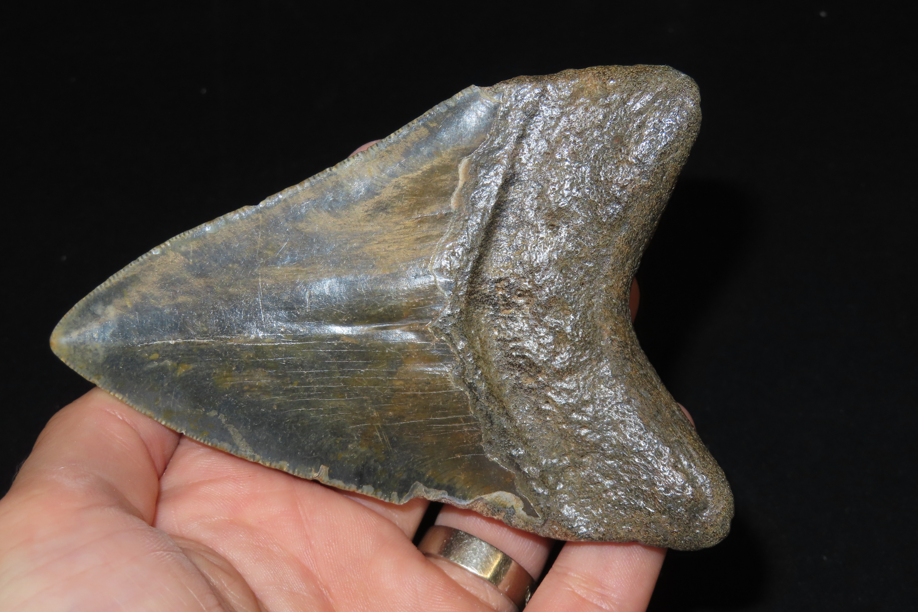HUGE 4 11/16" Megalodon Shark Tooth, 2.5-23 Million Year Old Fossil found off the coast of the Carolinas. No Repair, No Resto, No Polishing.