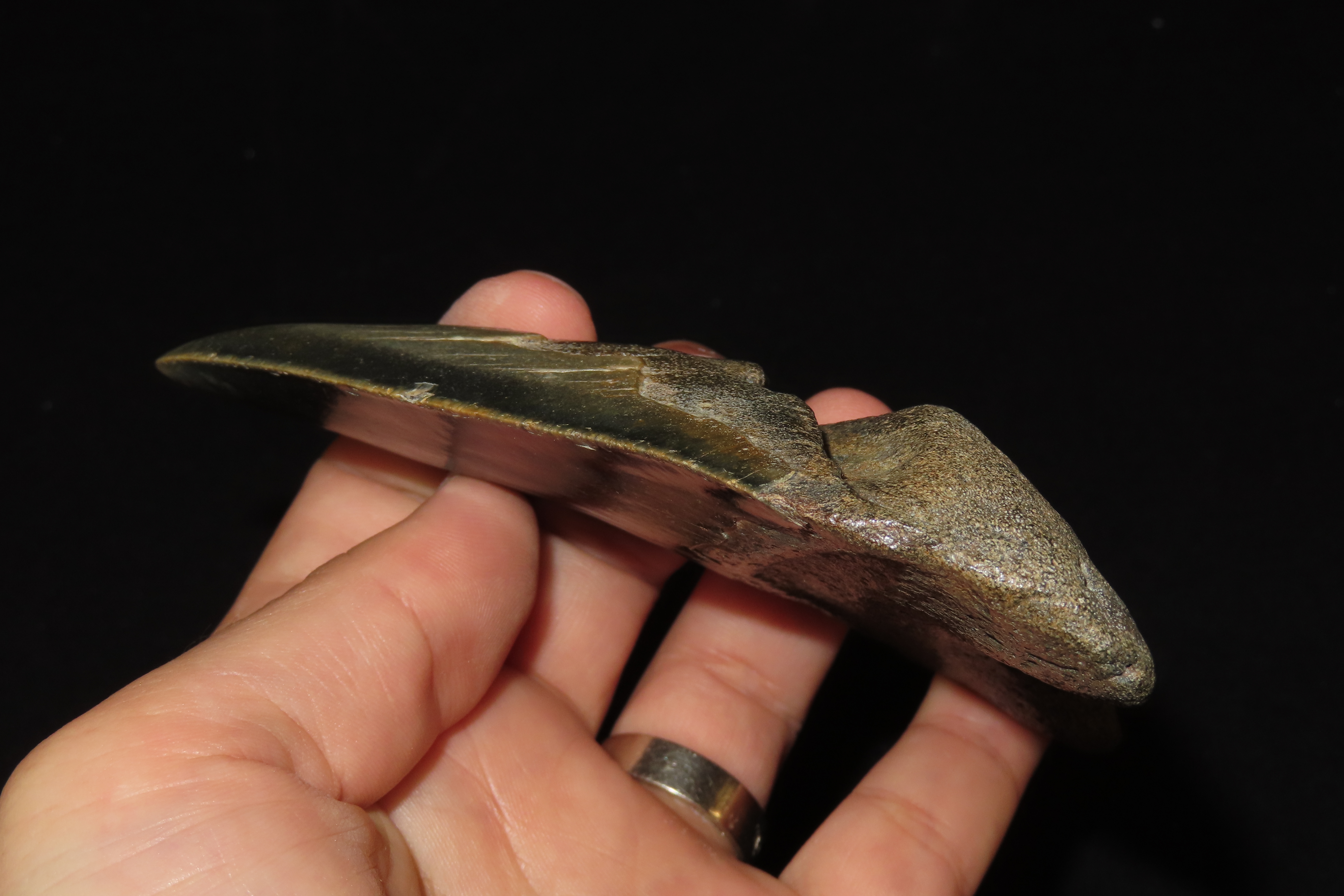 HUGE 4 11/16" Megalodon Shark Tooth, 2.5-23 Million Year Old Fossil found off the coast of the Carolinas. No Repair, No Resto, No Polishing.