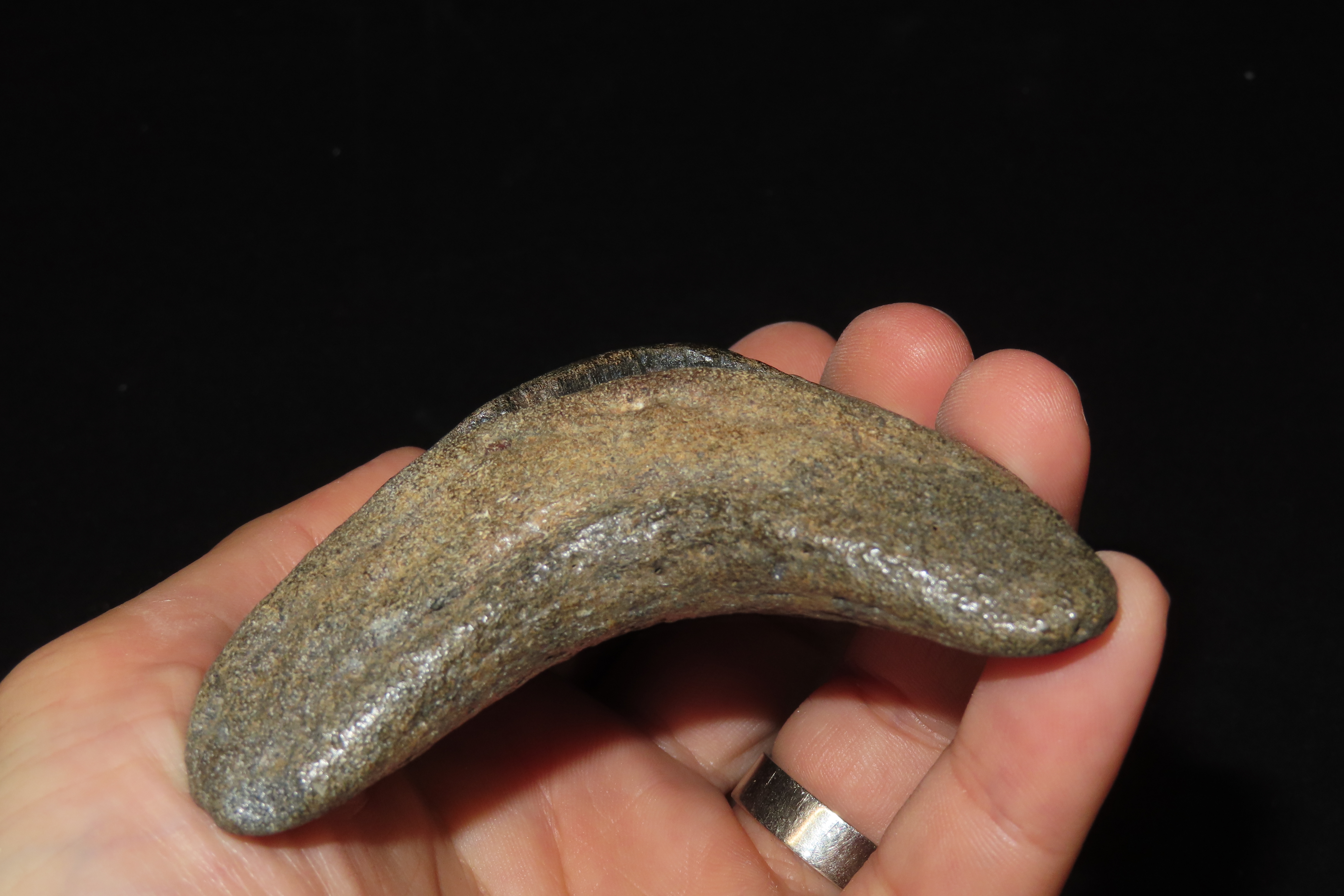 HUGE 4 11/16" Megalodon Shark Tooth, 2.5-23 Million Year Old Fossil found off the coast of the Carolinas. No Repair, No Resto, No Polishing.
