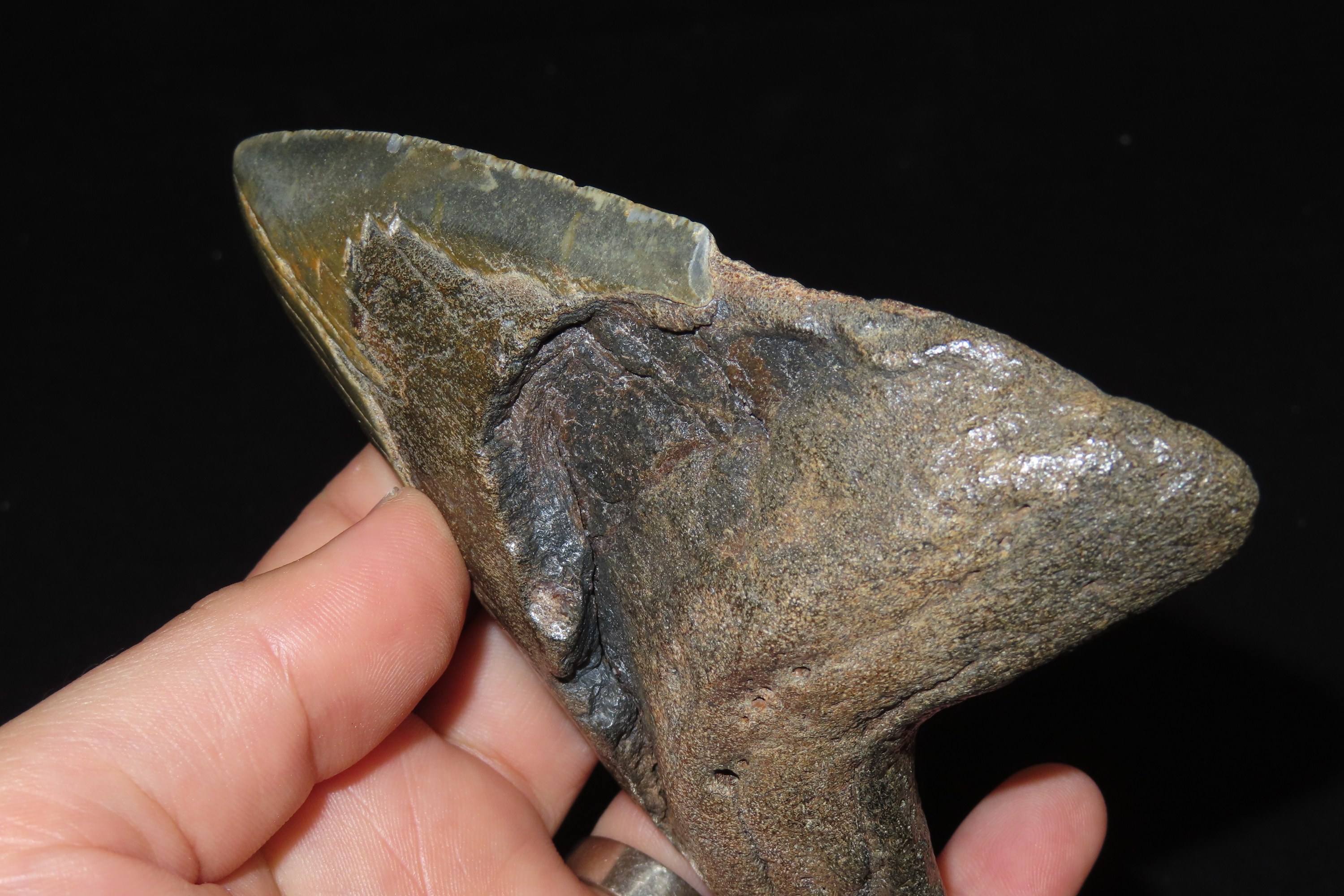HUGE 4 11/16" Megalodon Shark Tooth, 2.5-23 Million Year Old Fossil found off the coast of the Carolinas. No Repair, No Resto, No Polishing.