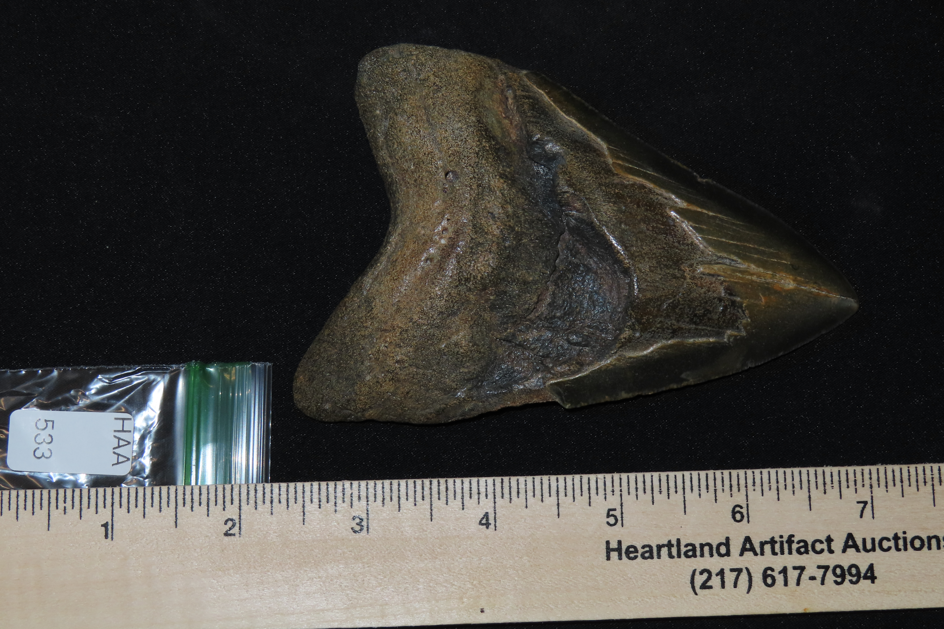 HUGE 4 11/16" Megalodon Shark Tooth, 2.5-23 Million Year Old Fossil found off the coast of the Carolinas. No Repair, No Resto, No Polishing.