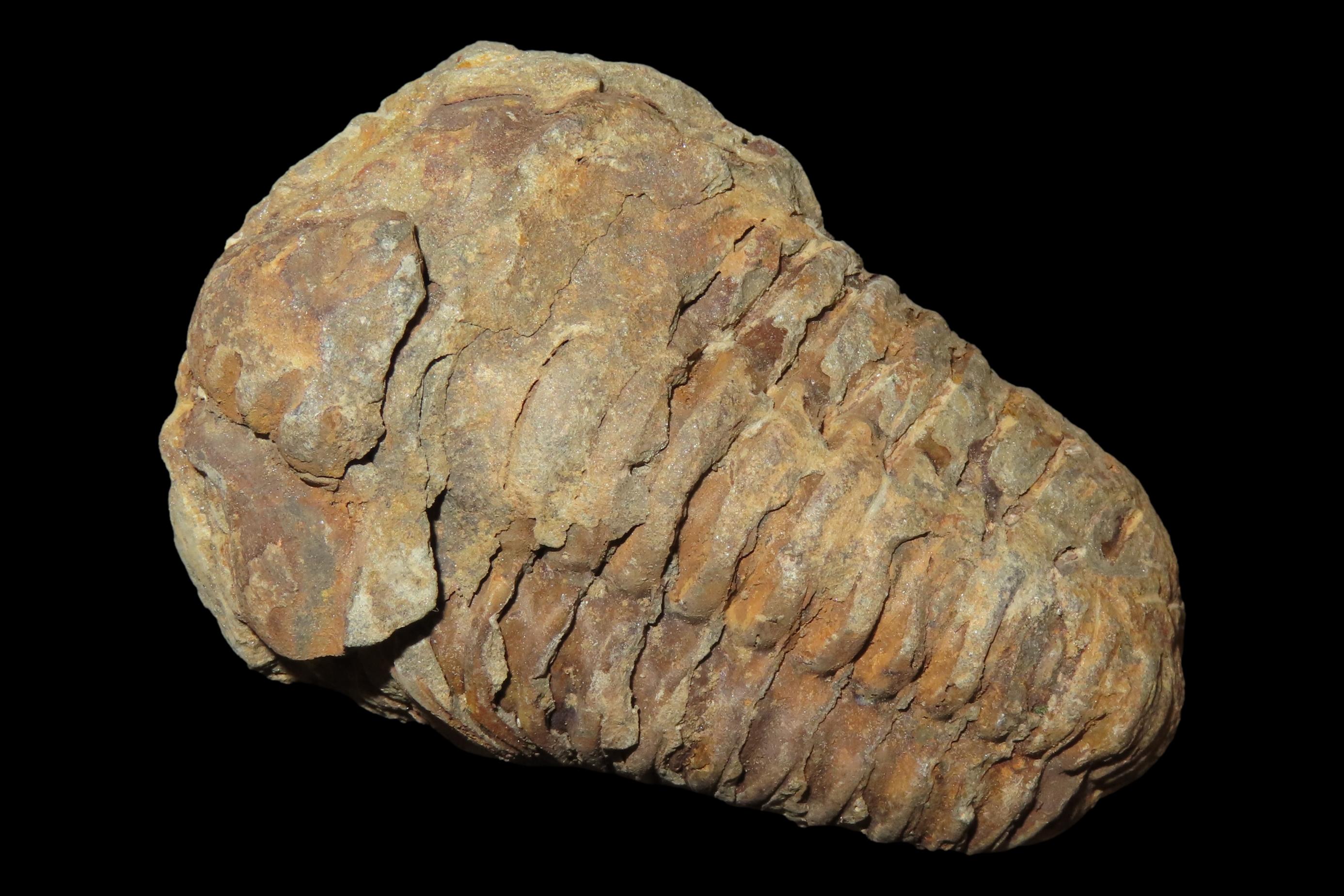 300-500 Million Year old Trilobite Fossil, Very well Preserved & Highly Detailed Example.
