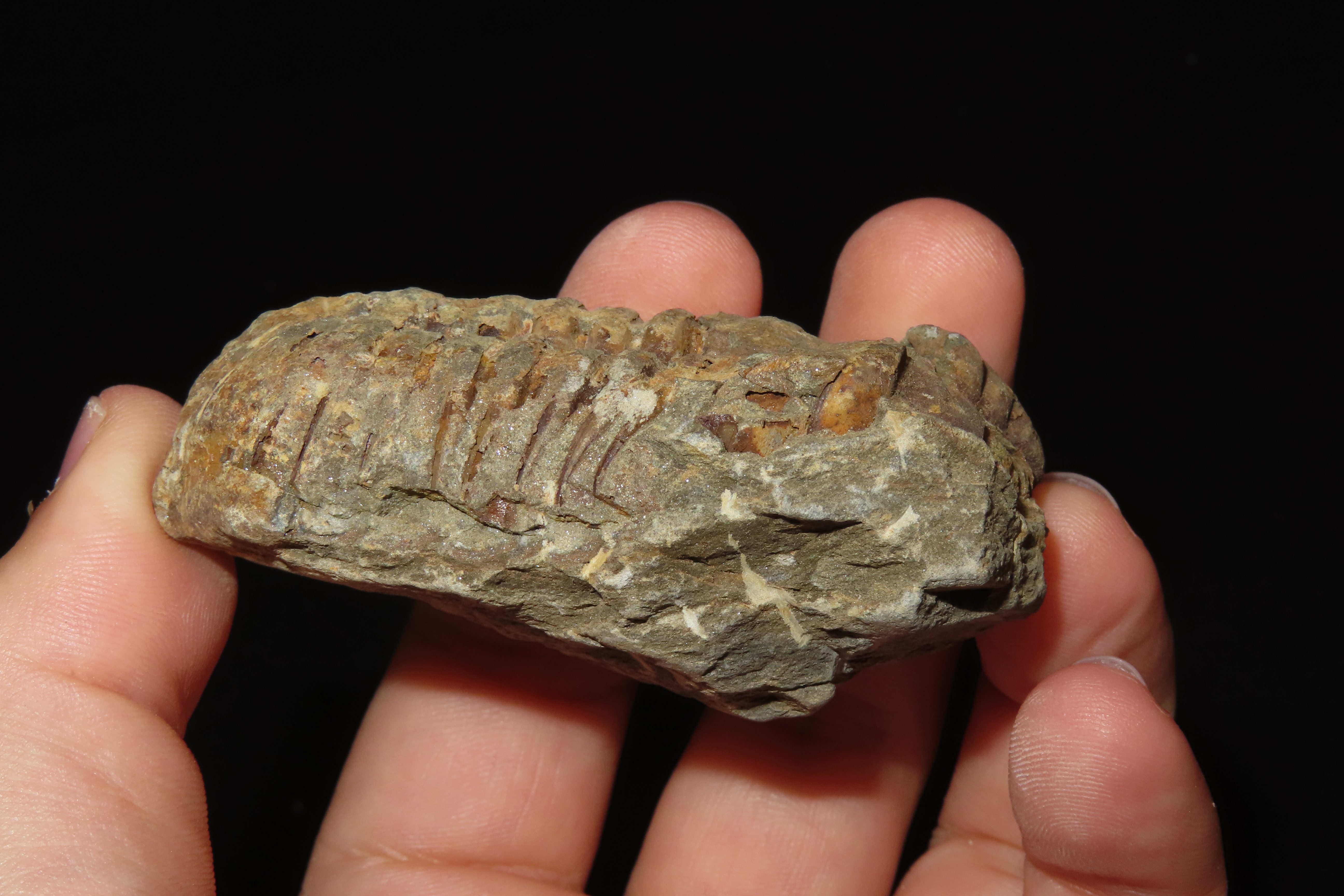 300-500 Million Year old Trilobite Fossil, Very well Preserved & Highly Detailed Example.
