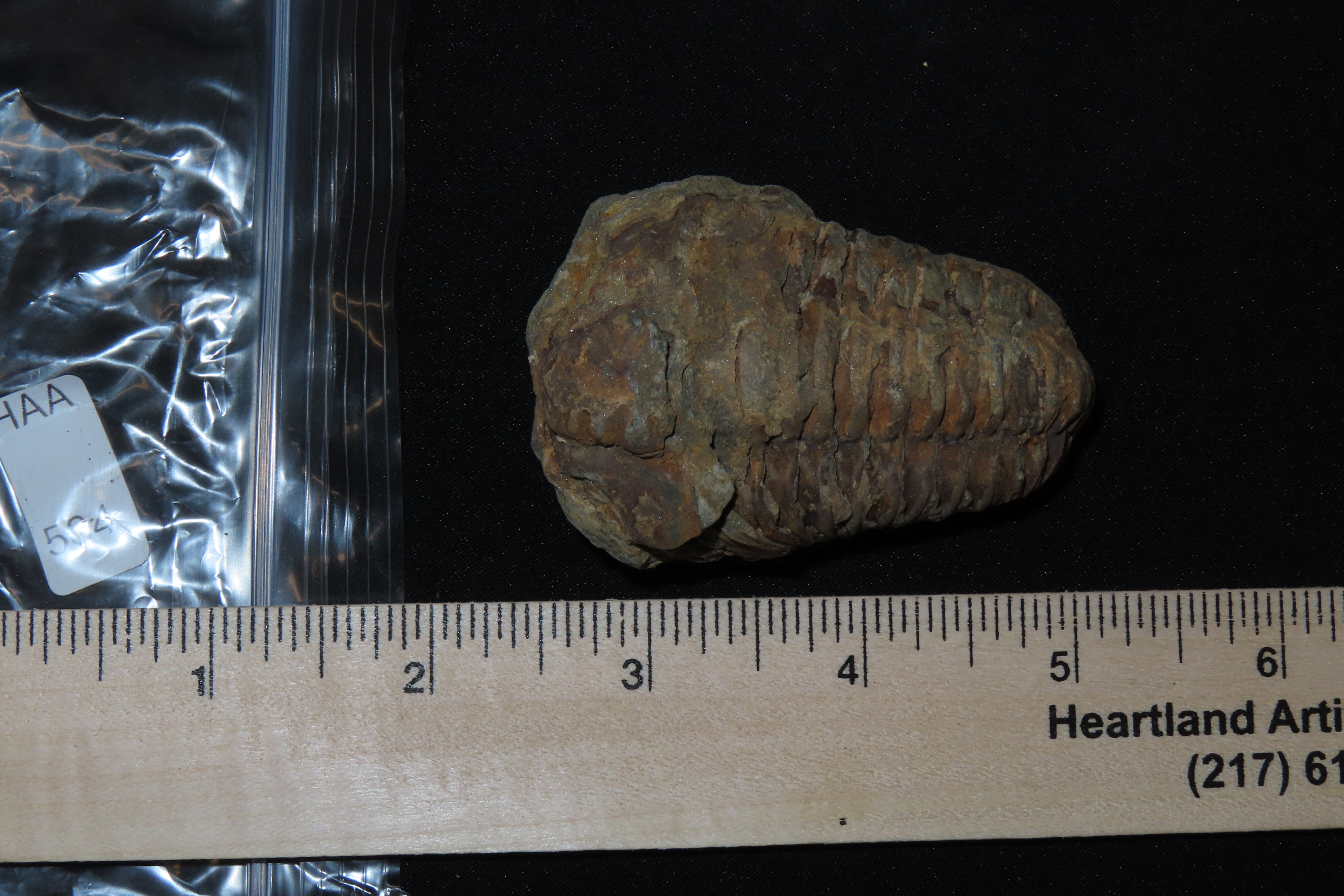 300-500 Million Year old Trilobite Fossil, Very well Preserved & Highly Detailed Example.