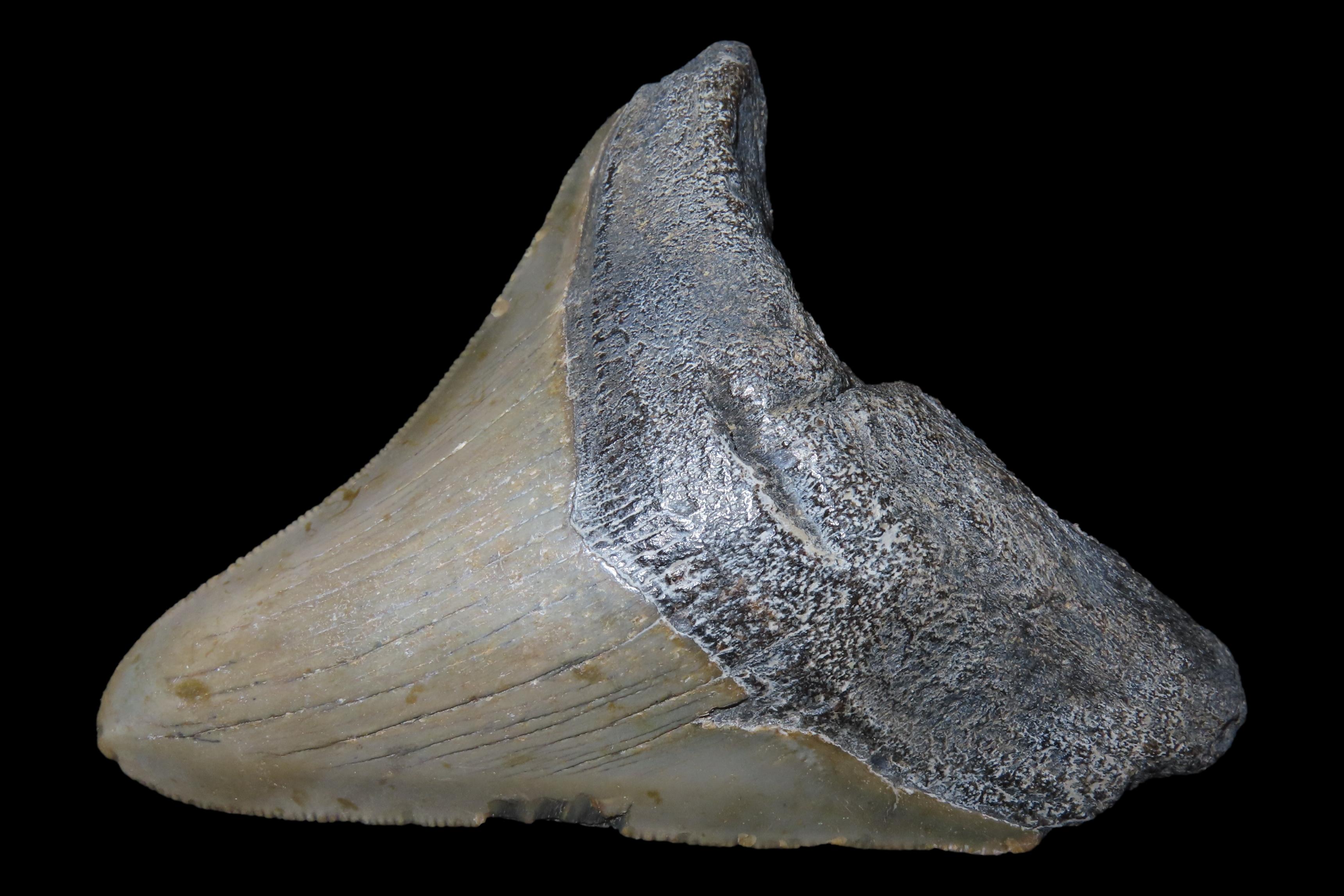 Large 3 13/16" Megalodon Shark Tooth, 2.5-23 Million Year Old Fossil found off the coast of the Carolinas. No Repair, No Resto, No Polishing